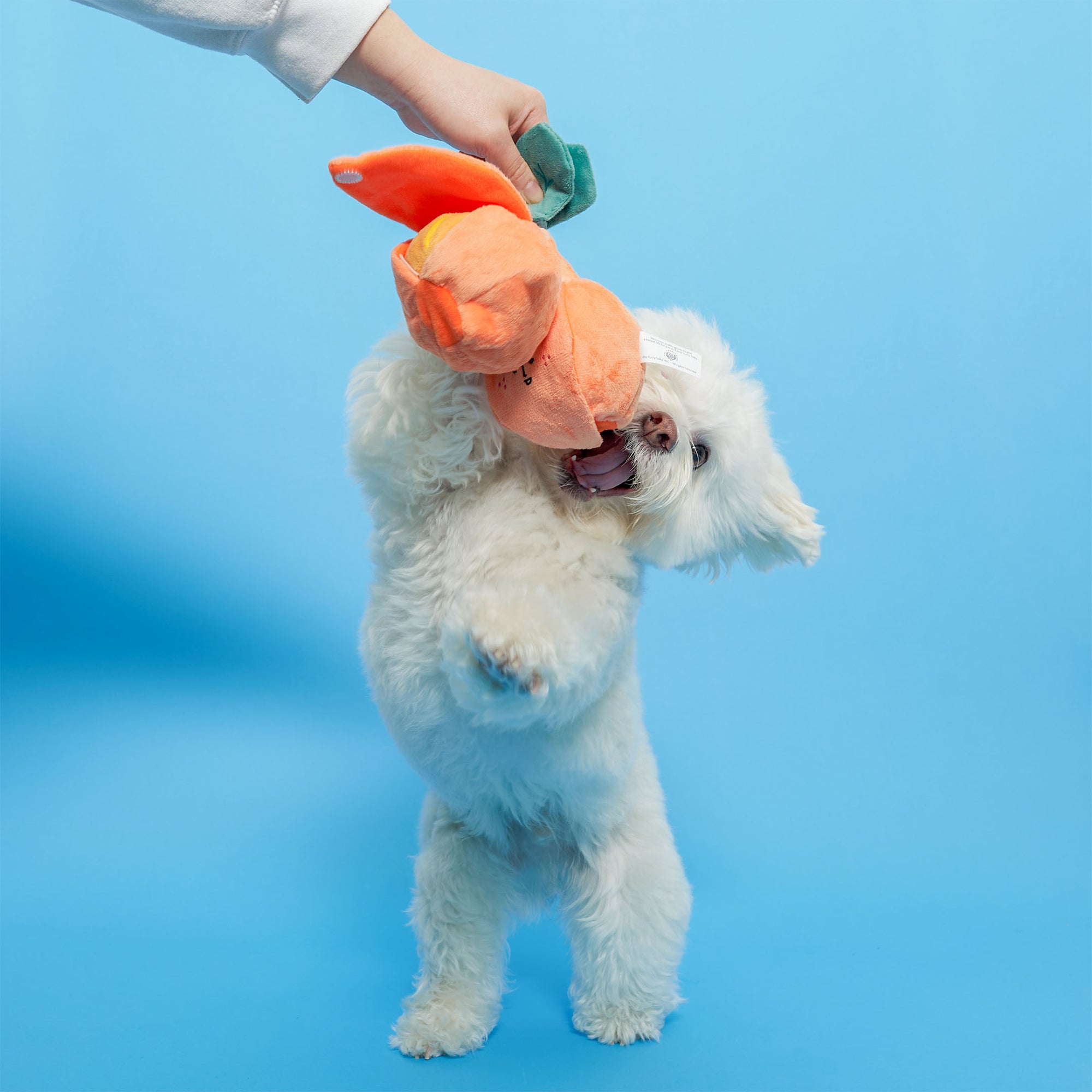 A white fluffy dog is playfully biting an orange-shaped dog toy held by a person's hand against a blue background, looking very excited and happy.