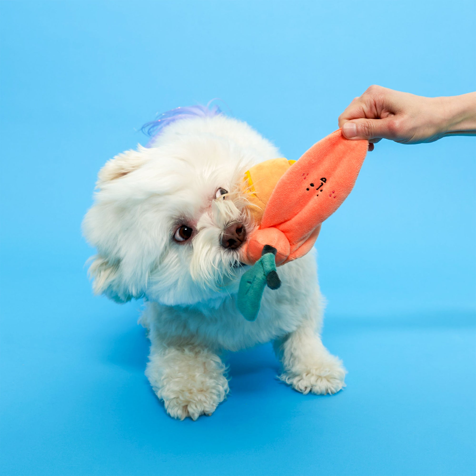 A white fluffy dog with a purple streak on its back is biting an orange-shaped dog toy that’s being held by a person's hand, all against a vibrant blue background.