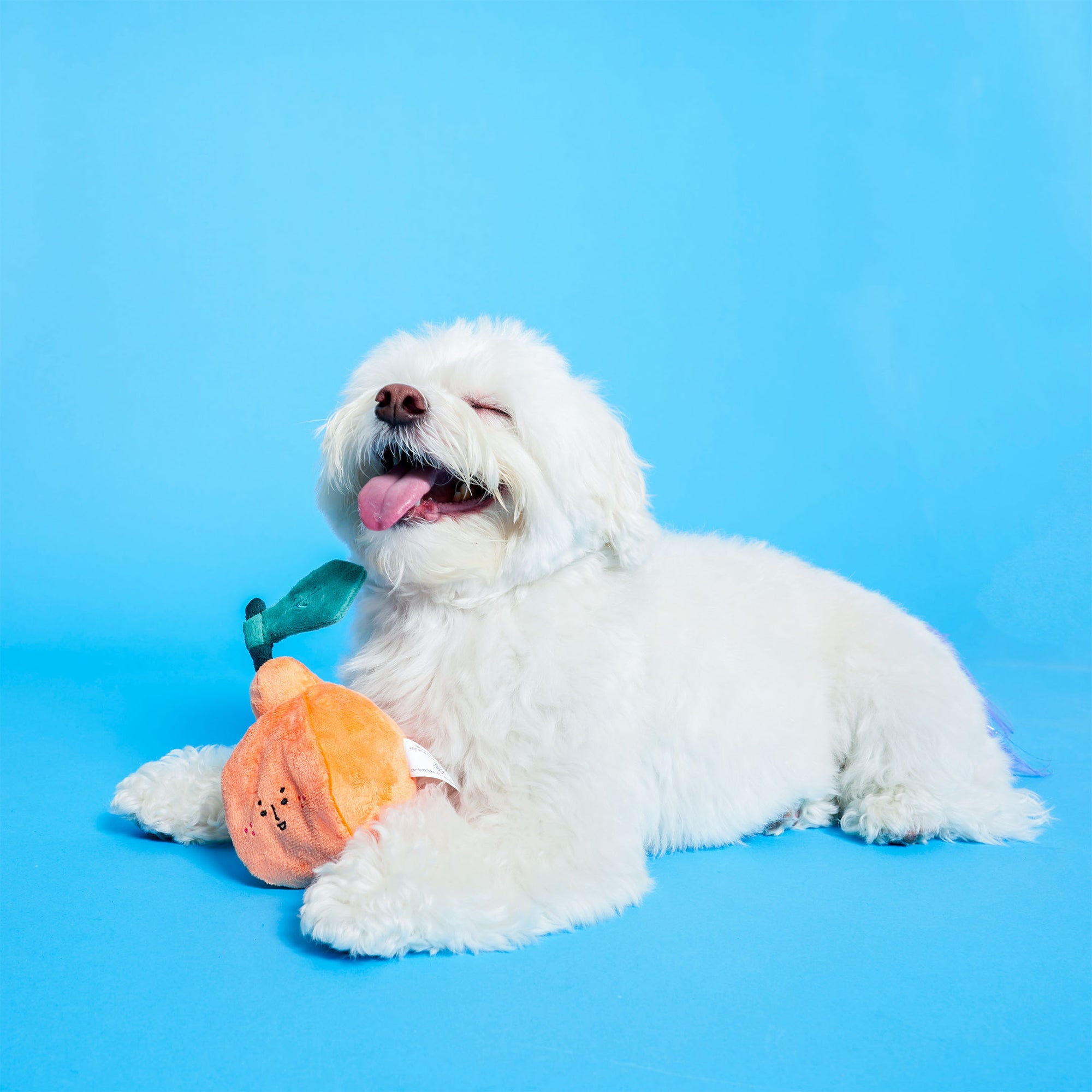 A white fluffy dog lies contentedly on a blue background with an orange-shaped toy next to it, looking very pleased with eyes closed and tongue out.