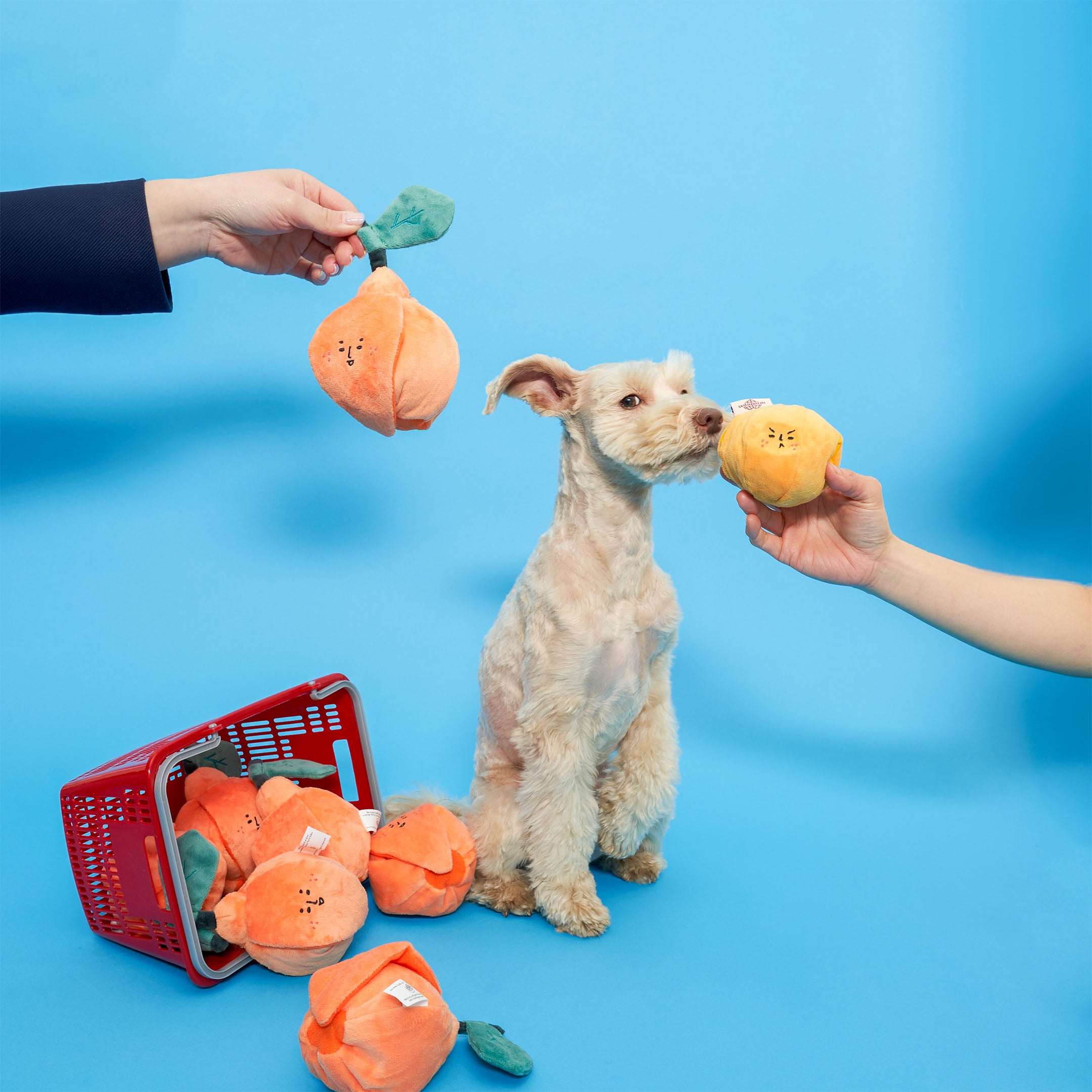  A tan dog sits attentively on a blue background, looking at an orange-shaped dog toy offered by a human hand. Another hand holds a similar toy above, and a red shopping basket filled with more toys is tipped over beside the dog.