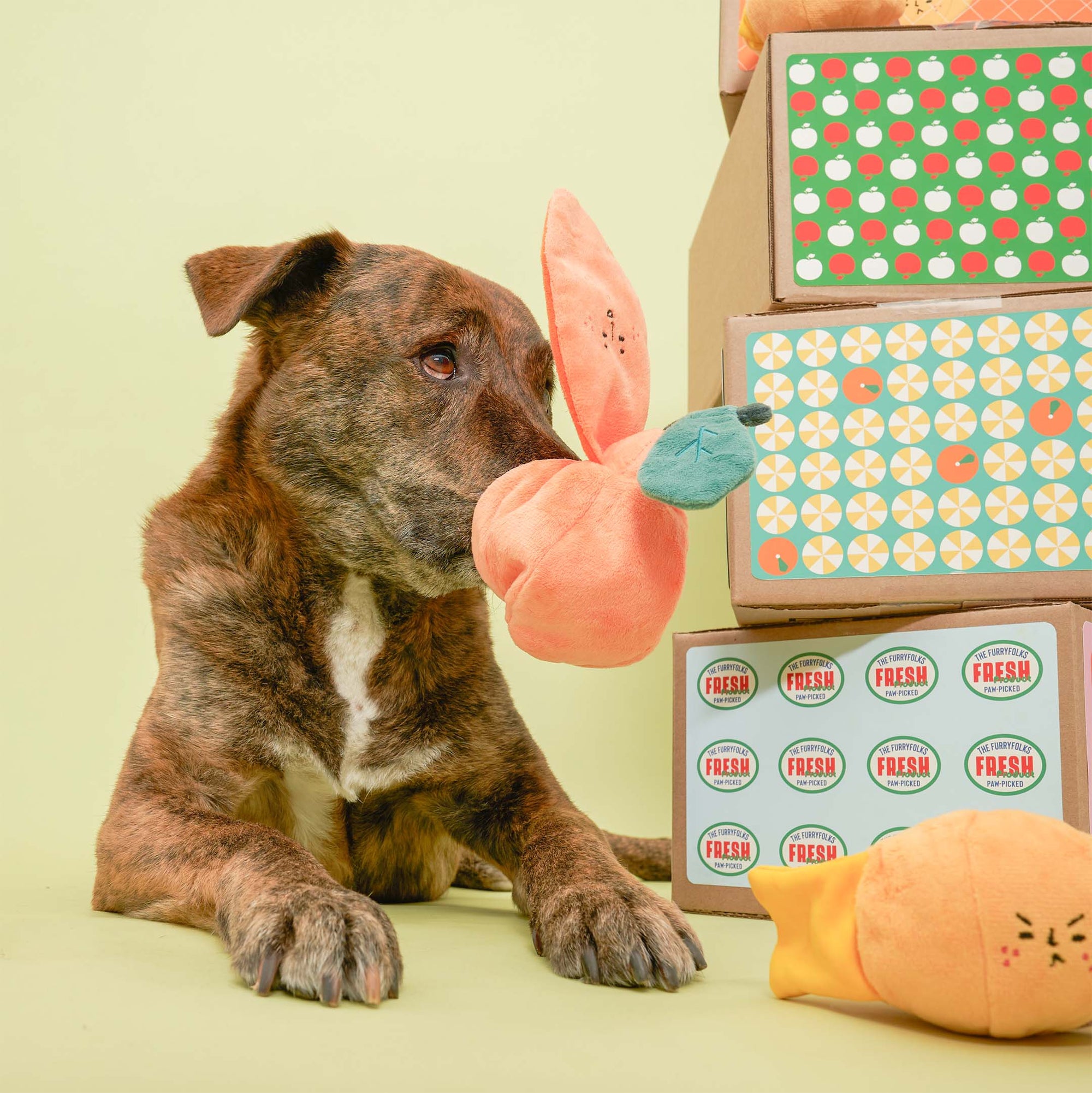 A brown dog gently holds an orange-shaped dog toy in its mouth, with a look of concentration, surrounded by boxes labeled "Fresh" by The Furryfolks, against a greenish-yellow background.