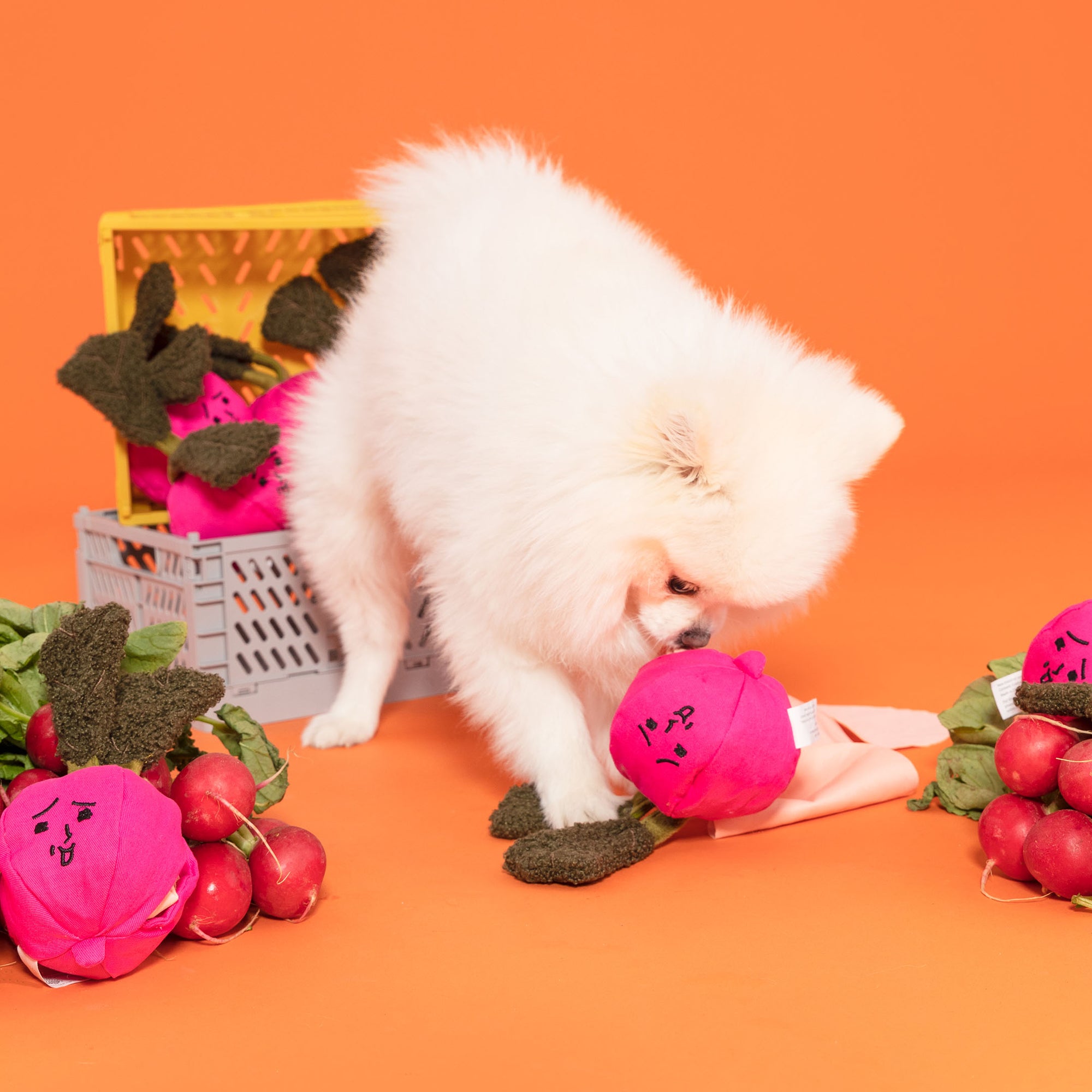 The image shows a fluffy white dog, resembling a Pomeranian, interacting with a vibrant pink radish-shaped toy on an orange background. Nearby is a white crate filled with more of these toys, and real radishes are scattered around, creating a playful and colorful scene. The dog's attention to the toy, along with the cheerful setting, suggests a fun and engaging environment, likely part of a promotional display for pet products.