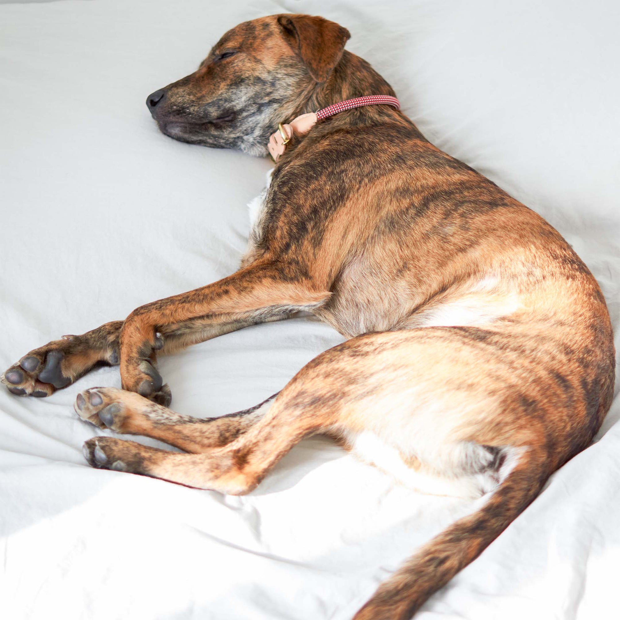 The image captures a brindle dog lying down comfortably on a white sheet. The dog is relaxed and appears to be sleeping. It's wearing a pink collar with a subtle pattern and a tan leather tag that might be from "The Furryfolks" collection, consistent with the branding seen in the previous images. The overall scene conveys a sense of tranquility and restfulness.