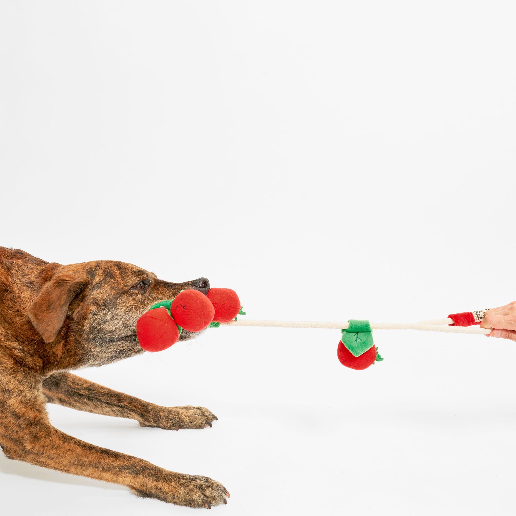  The image shows the brindle-coated dog playing tug-of-war with the plush tomato toy. A human hand is visible on the right, holding the toy, indicating an interactive play session between the dog and its owner. The dog seems to be gripping the toy with determination, a common and enjoyable game that many dogs love to engage in, as it mimics the natural behavior of grappling with prey. This kind of play can be a good exercise and a bonding activity for the pet and owner.