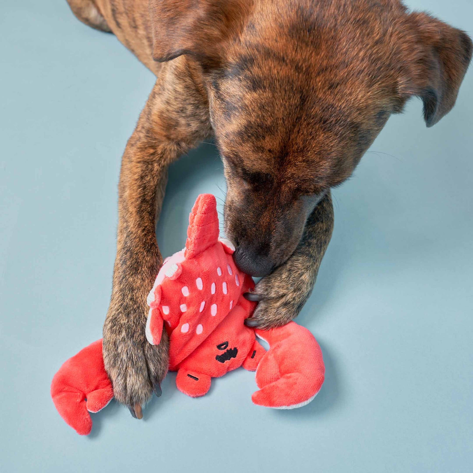 The image captures the brindle-coated dog lying down and engaging with the plush red crab toy. The dog seems to be in the middle of playing, as it uses both its paws and mouth to interact with the toy. This kind of play behavior is typical for dogs, combining the use of their limbs and teeth to explore and enjoy their toys. The blue background provides a calm and contrasting backdrop that accentuates the colors of the dog and the toy, highlighting the interaction.