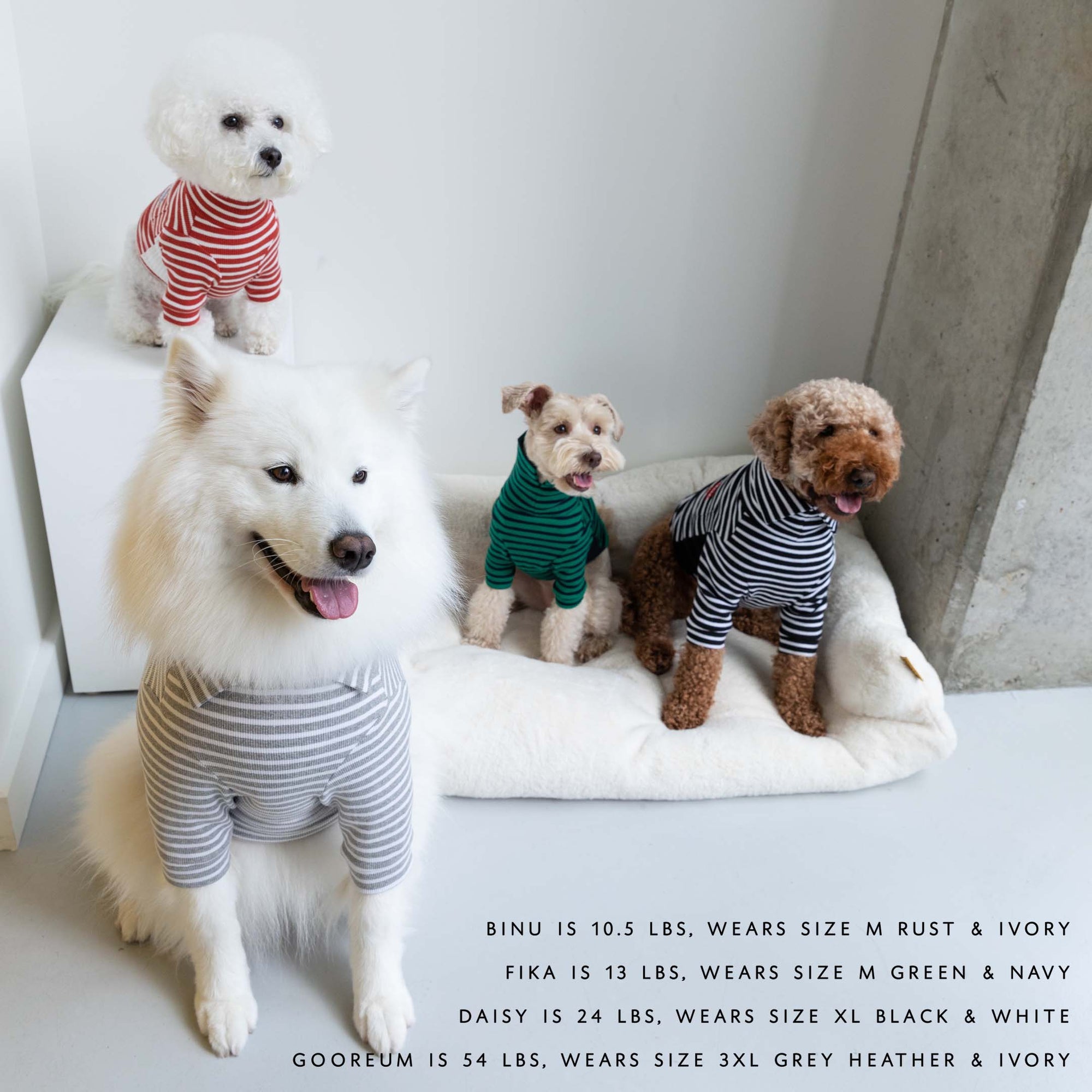 Group of dogs in colorful striped shirts, with a Samoyed in gray, a Schnauzer in green, a Poodle in black, and a Bichon in red.