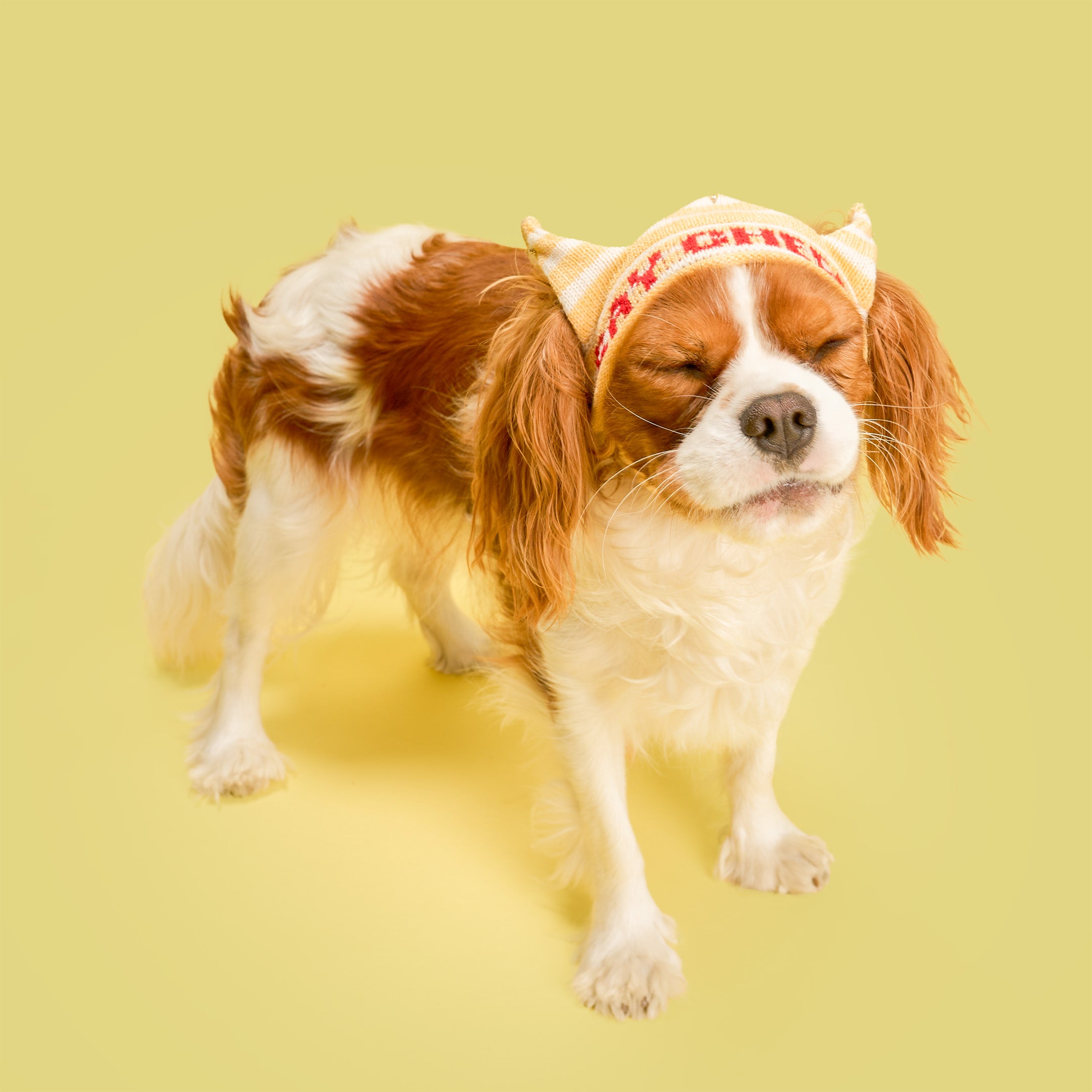 Small dog with a headband on a yellow background