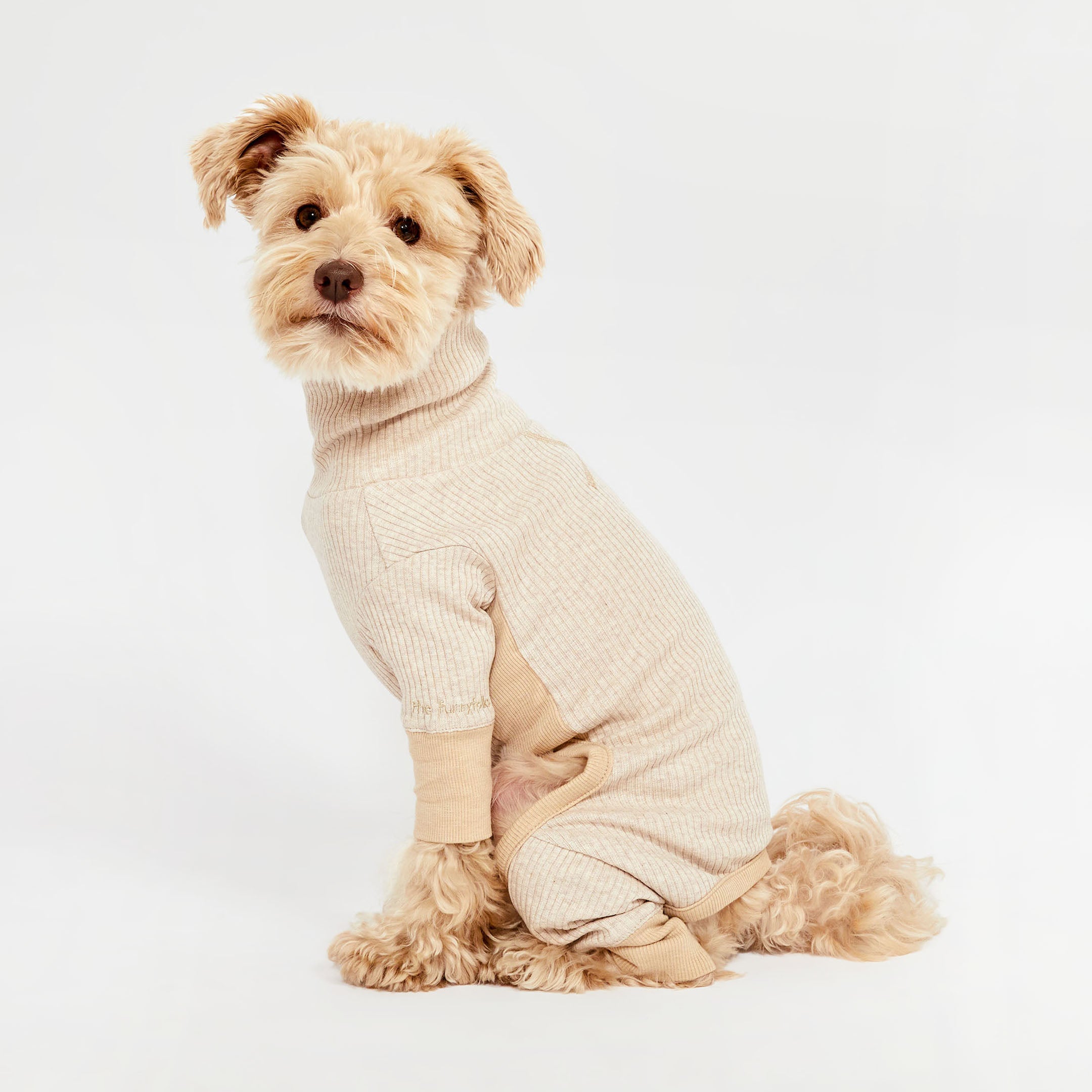 A cute curly-haired dog sitting and wearing a beige ribbed dog onesie, looking back with a gentle expression.