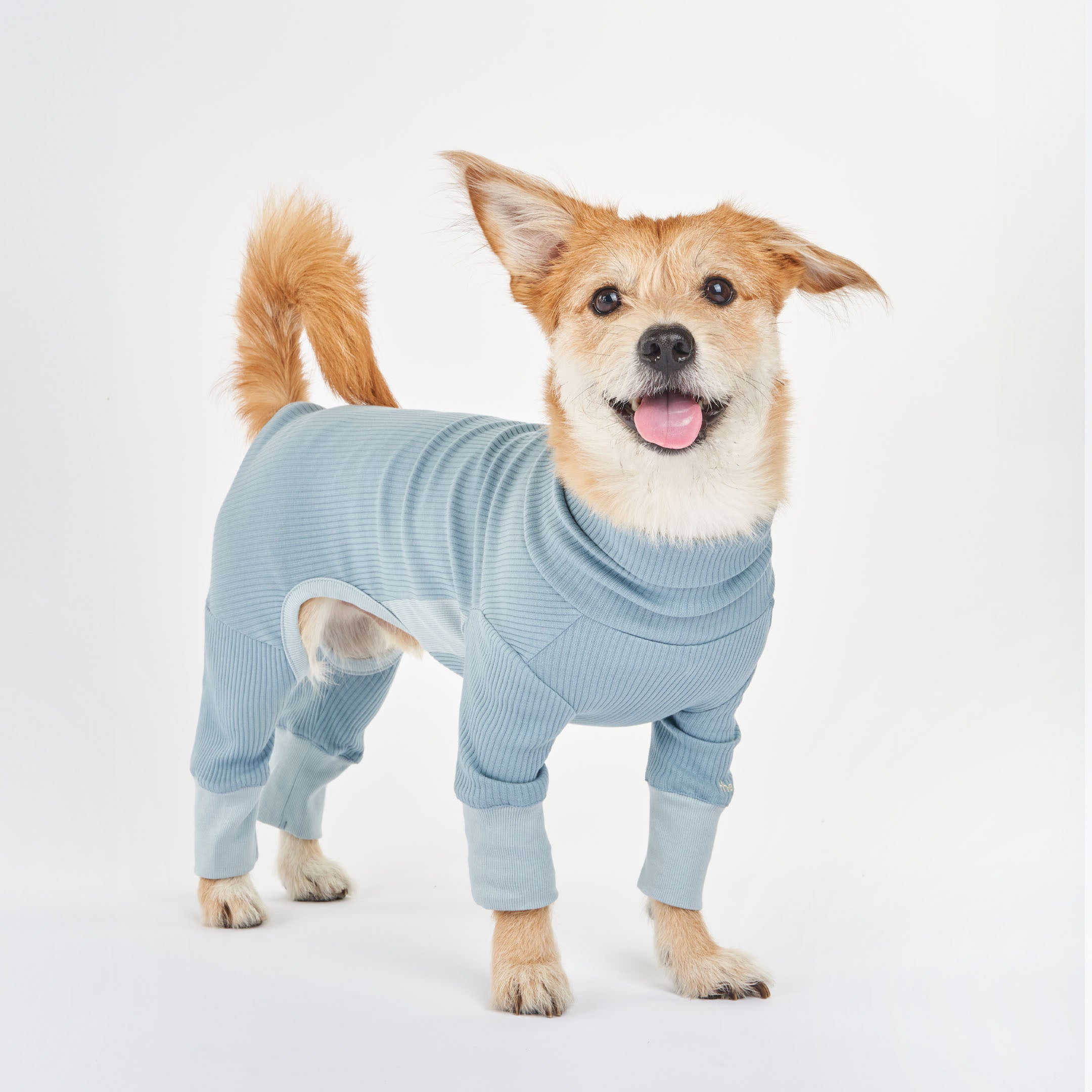 A cheerful dog wearing a blue ribbed dog onesie with cuffed sleeves, tongue out and ears perked, standing confidently.