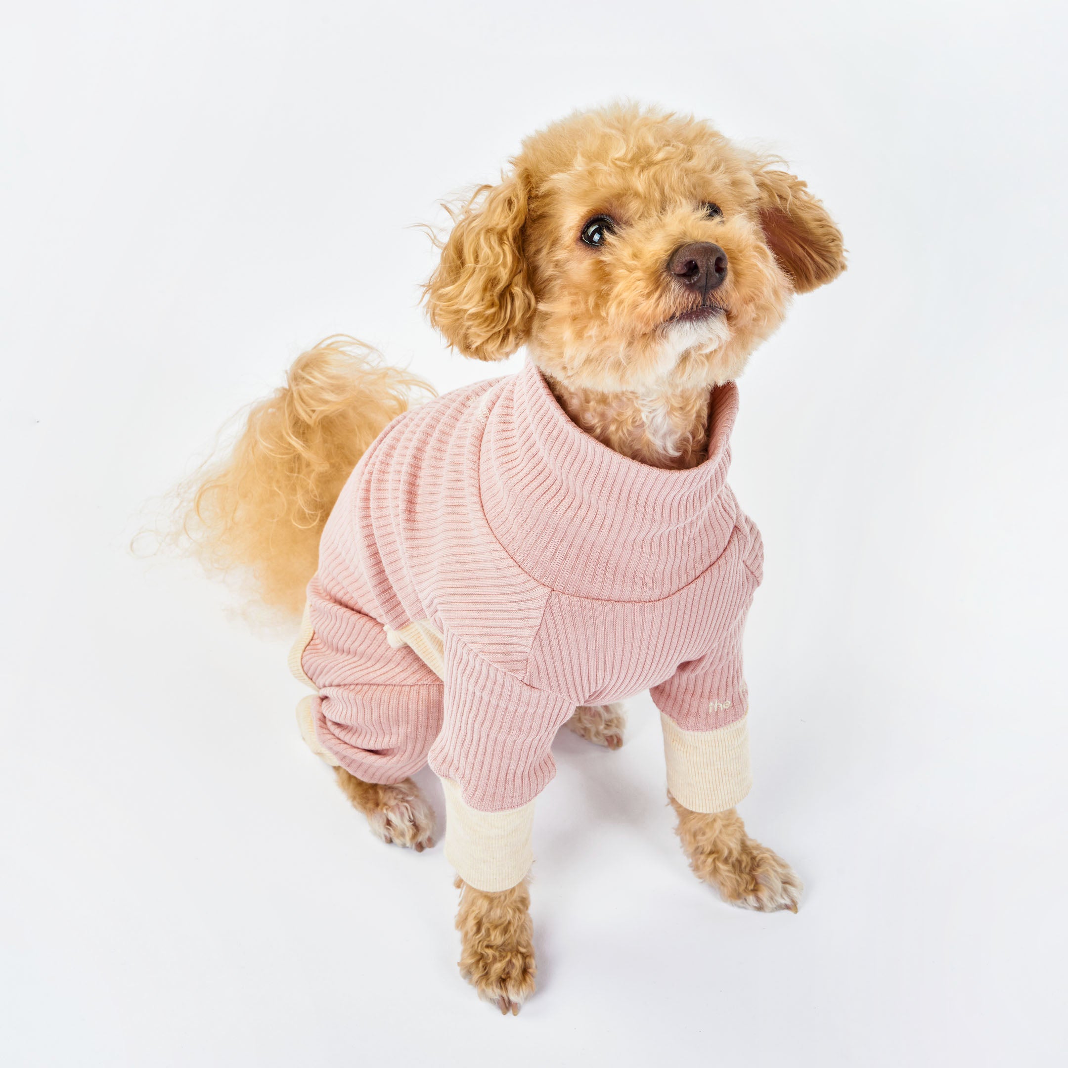 A small curly-haired dog wearing a pink ribbed onesie with cream cuffs, looking upward with a gentle expression.