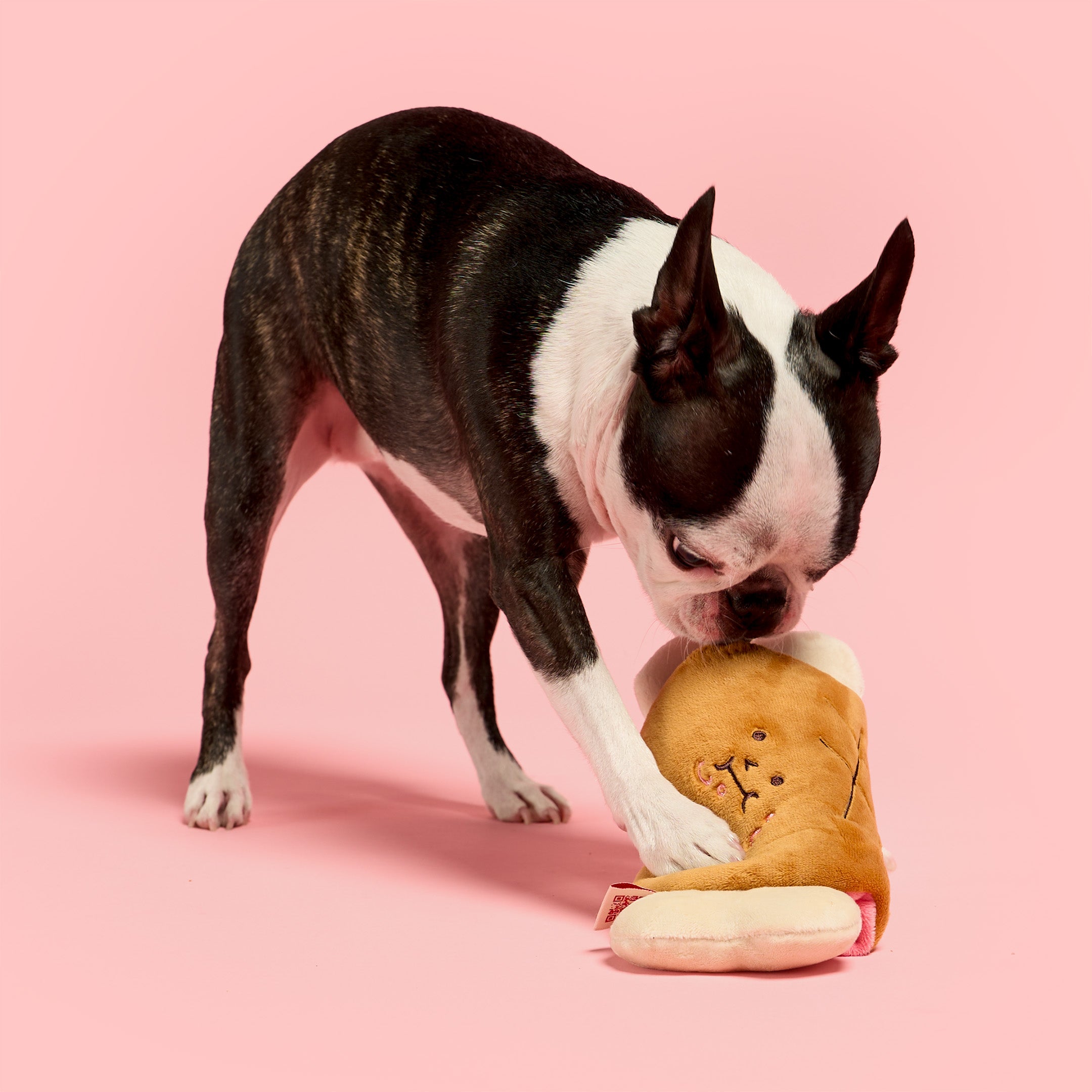 Dog playing with a plush toy on a pink background