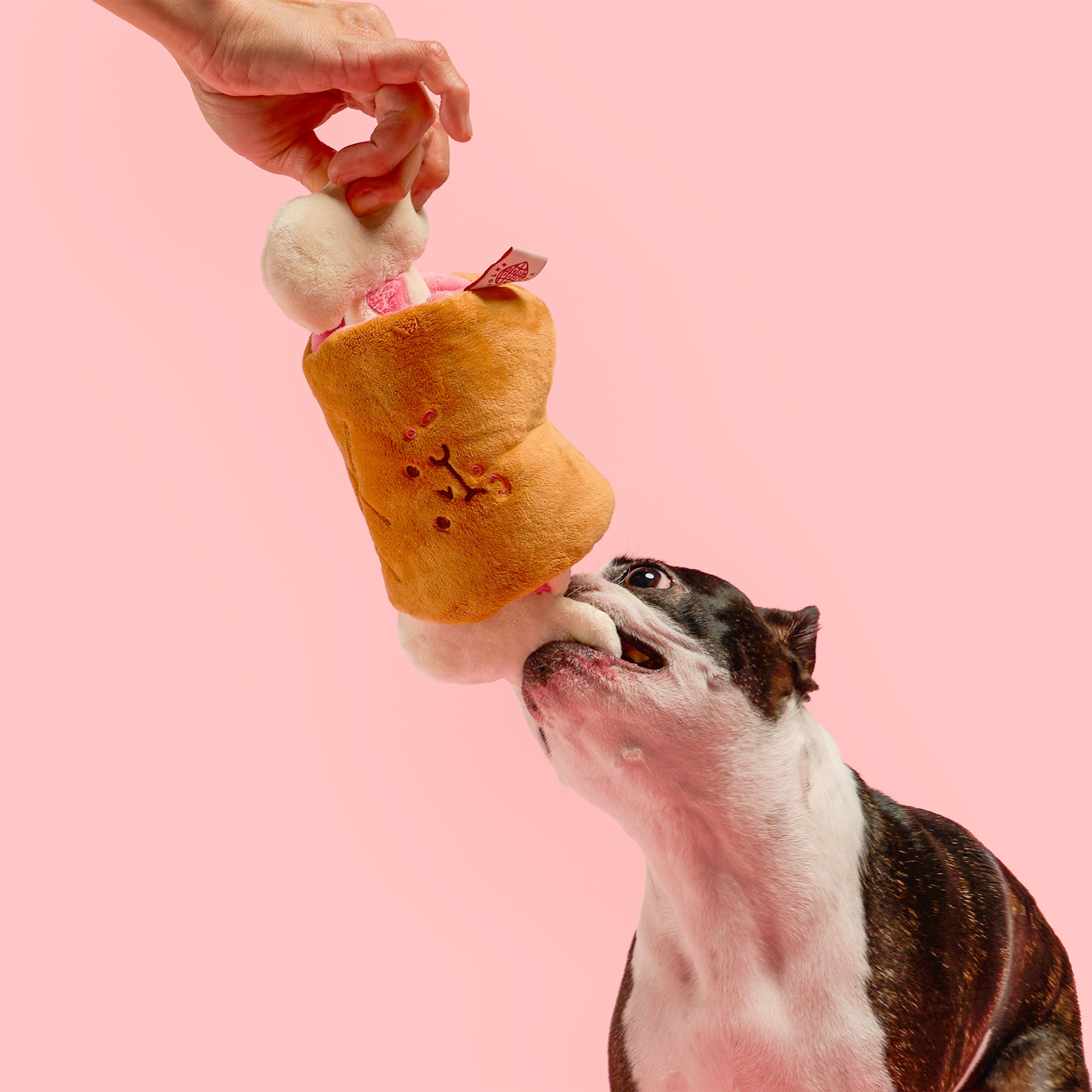 Dog playing with a toy resembling a donut on a pink background