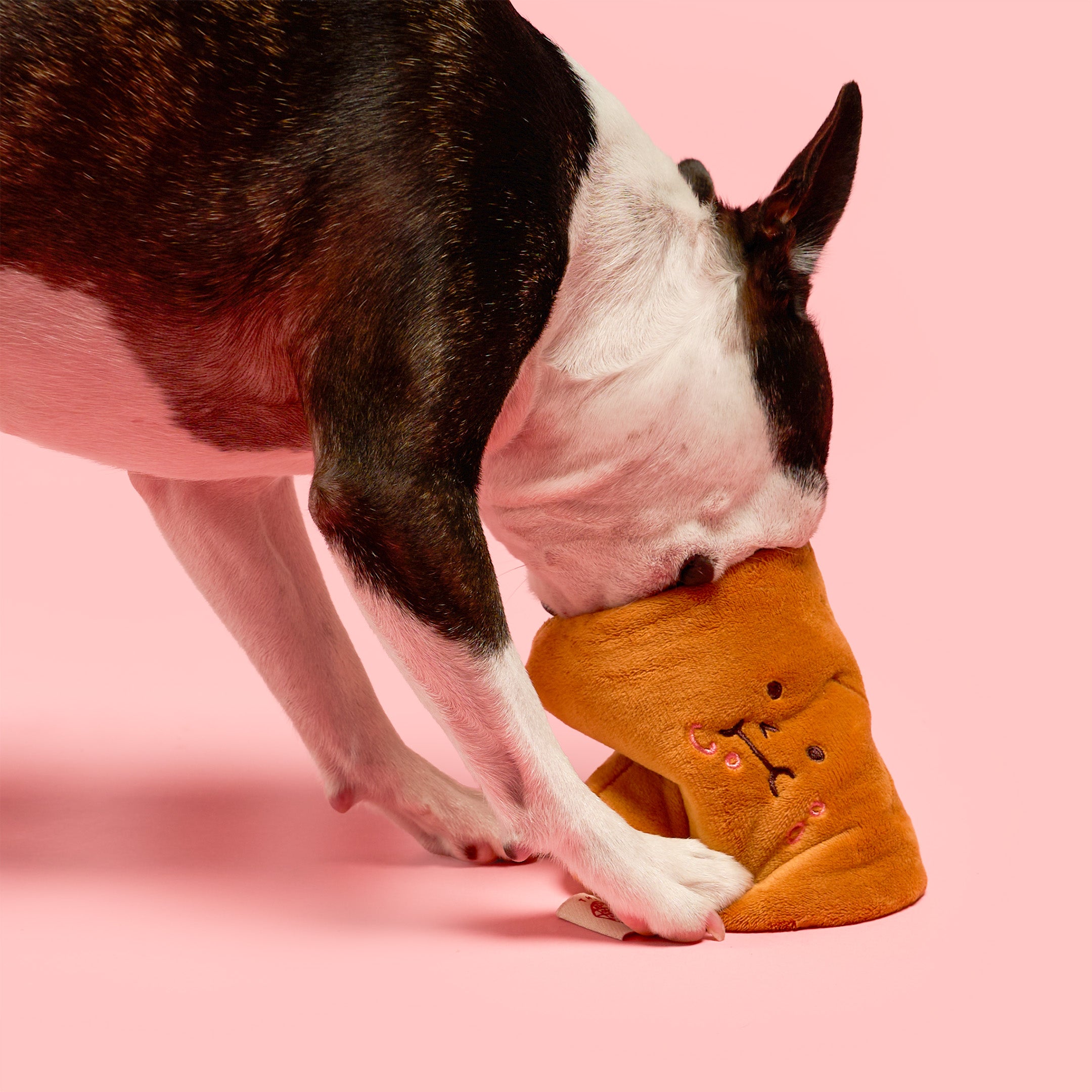 Dog interacting with a plush toy on a pink background