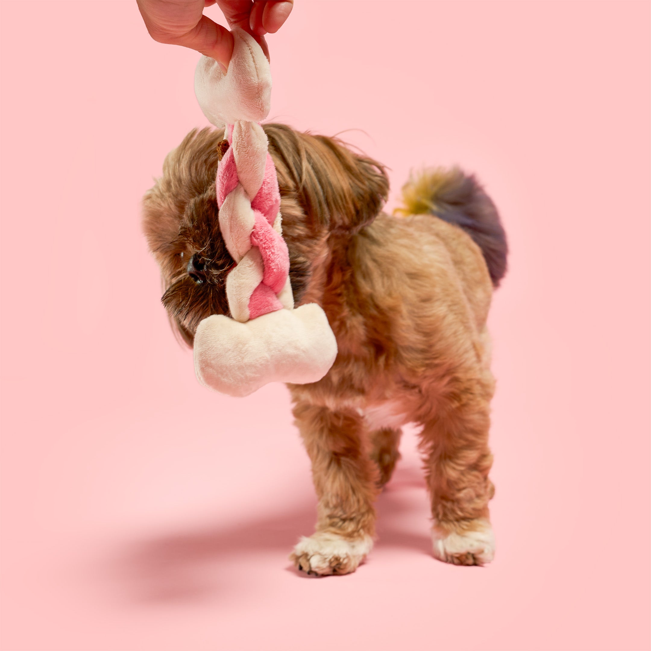 Dog playing with a pink and white braided toy on a pink background