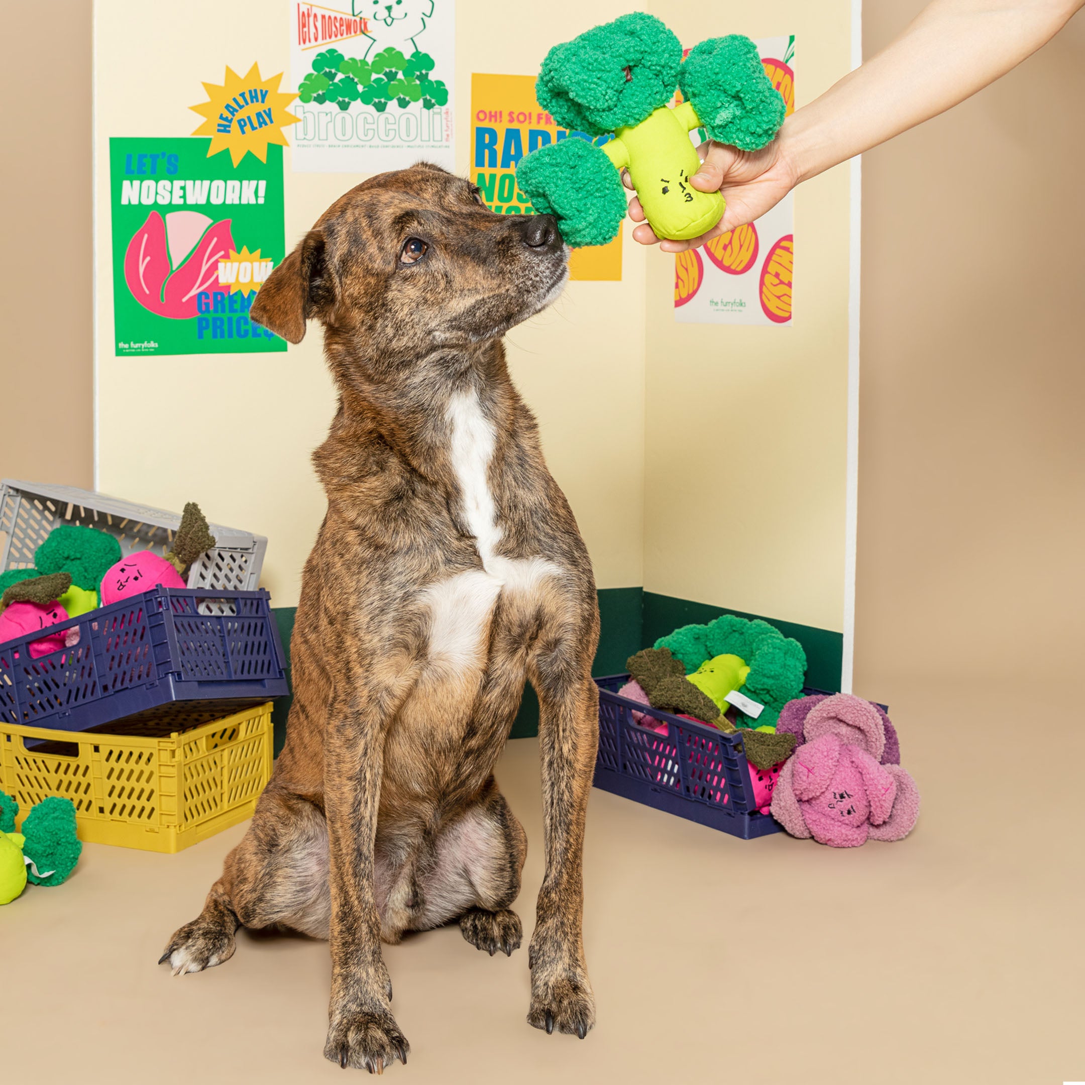 Dog sitting on a beige floor with colorful toys in the background