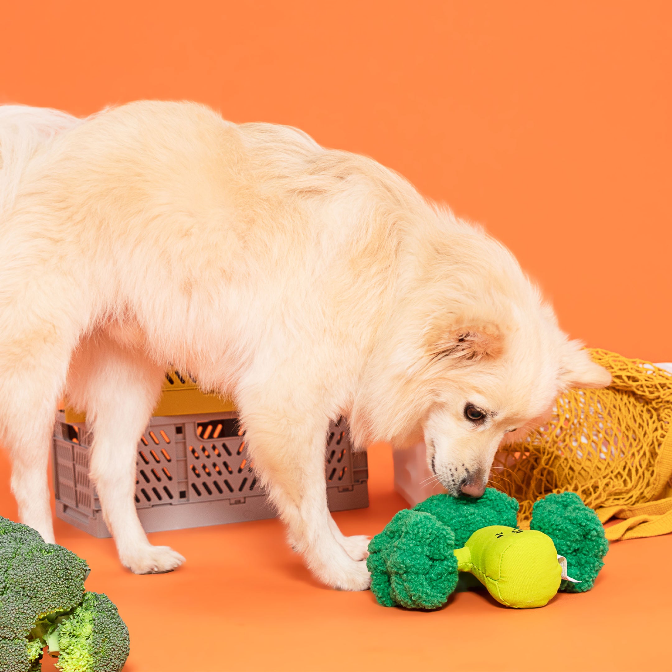 Dog playing with green and yellow toy on an orange background