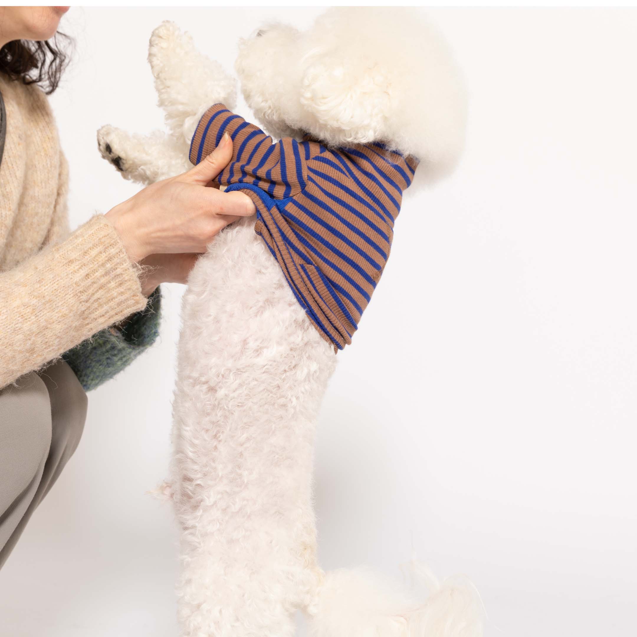 White fluffy dog being dressed in a Cobalt and Brown striped shirt, ready for a stylish stroll.