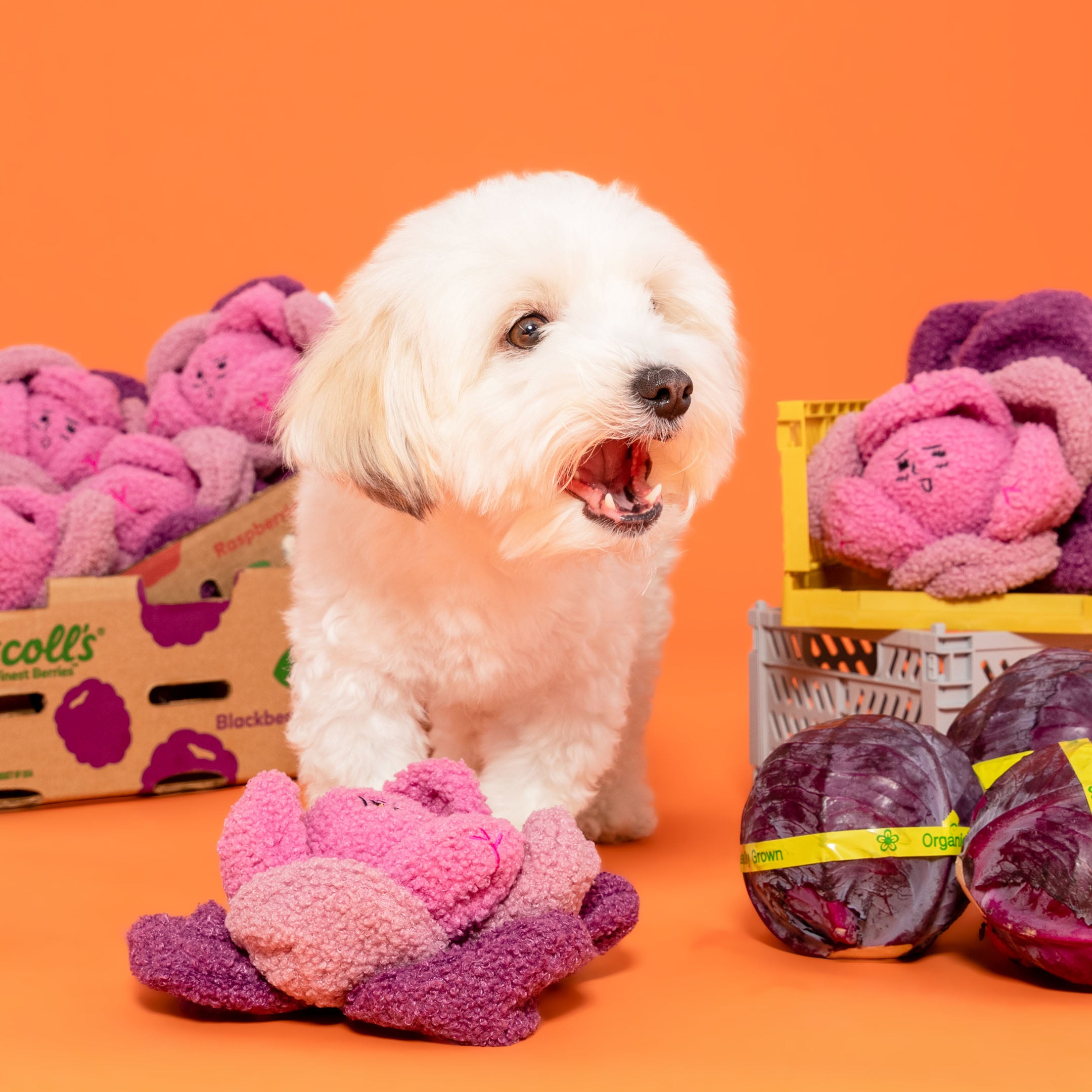 White dog with pink and purple toys on an orange background