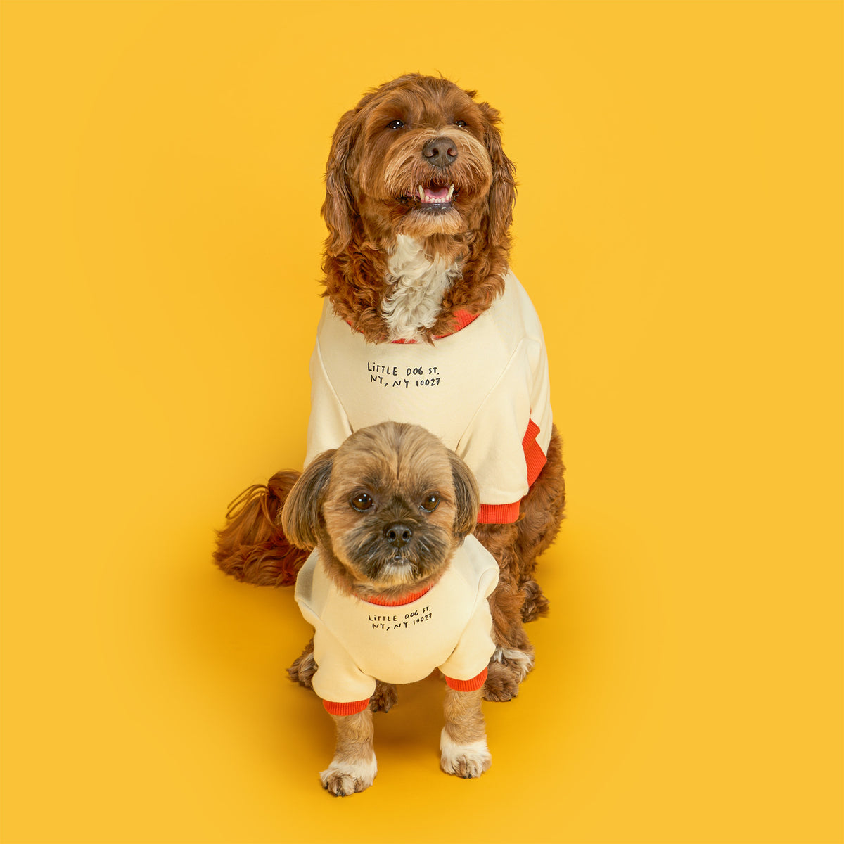 A small tan dog sits in front of a larger curly-haired brown dog, both facing the camera in matching cream shirts with orange trim and small black chest lettering against a bright yellow background.