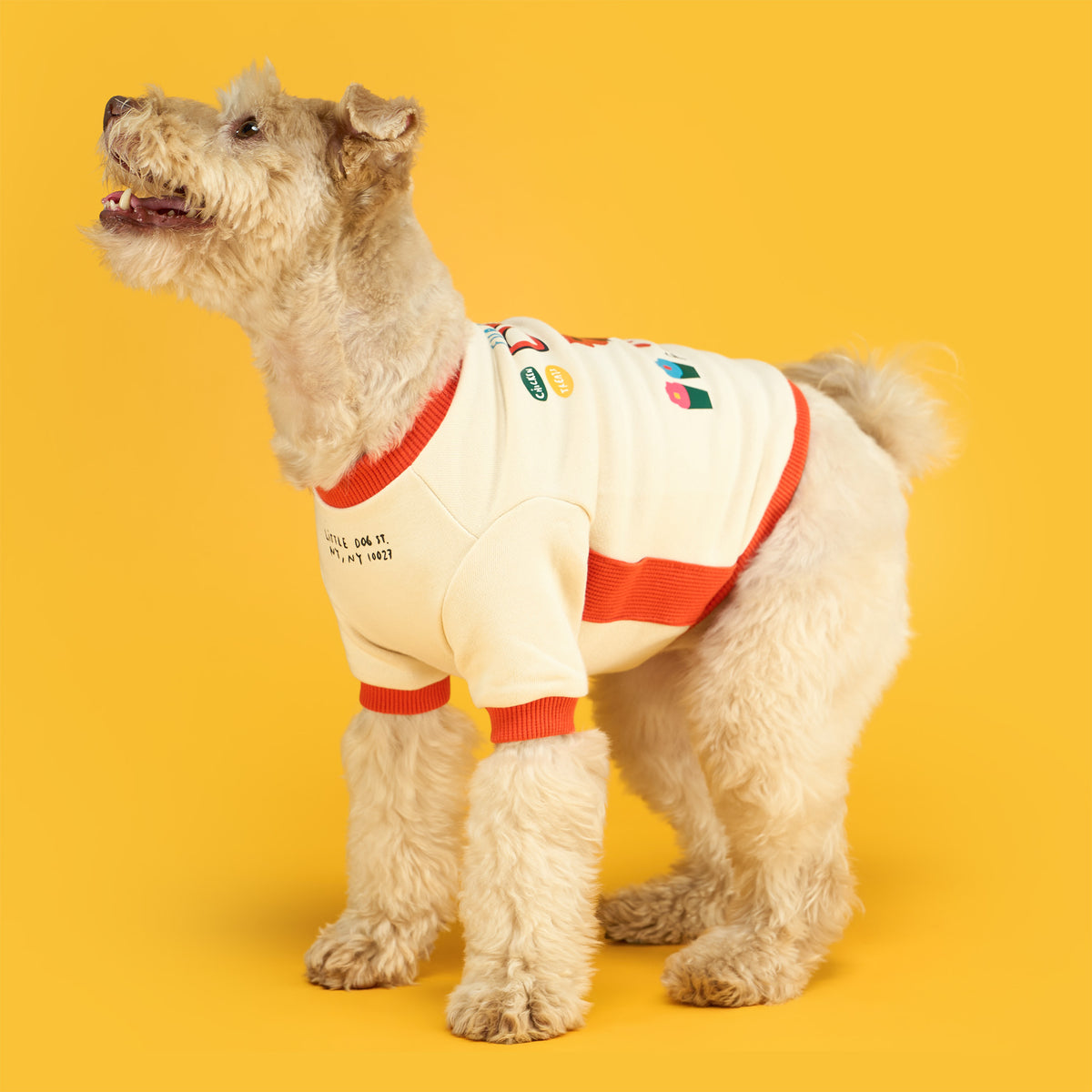 A scruffy tan dog stands looking upward with its mouth open, wearing a cream shirt with orange trim, an orange side stripe, and colorful back graphics against a bright yellow background.