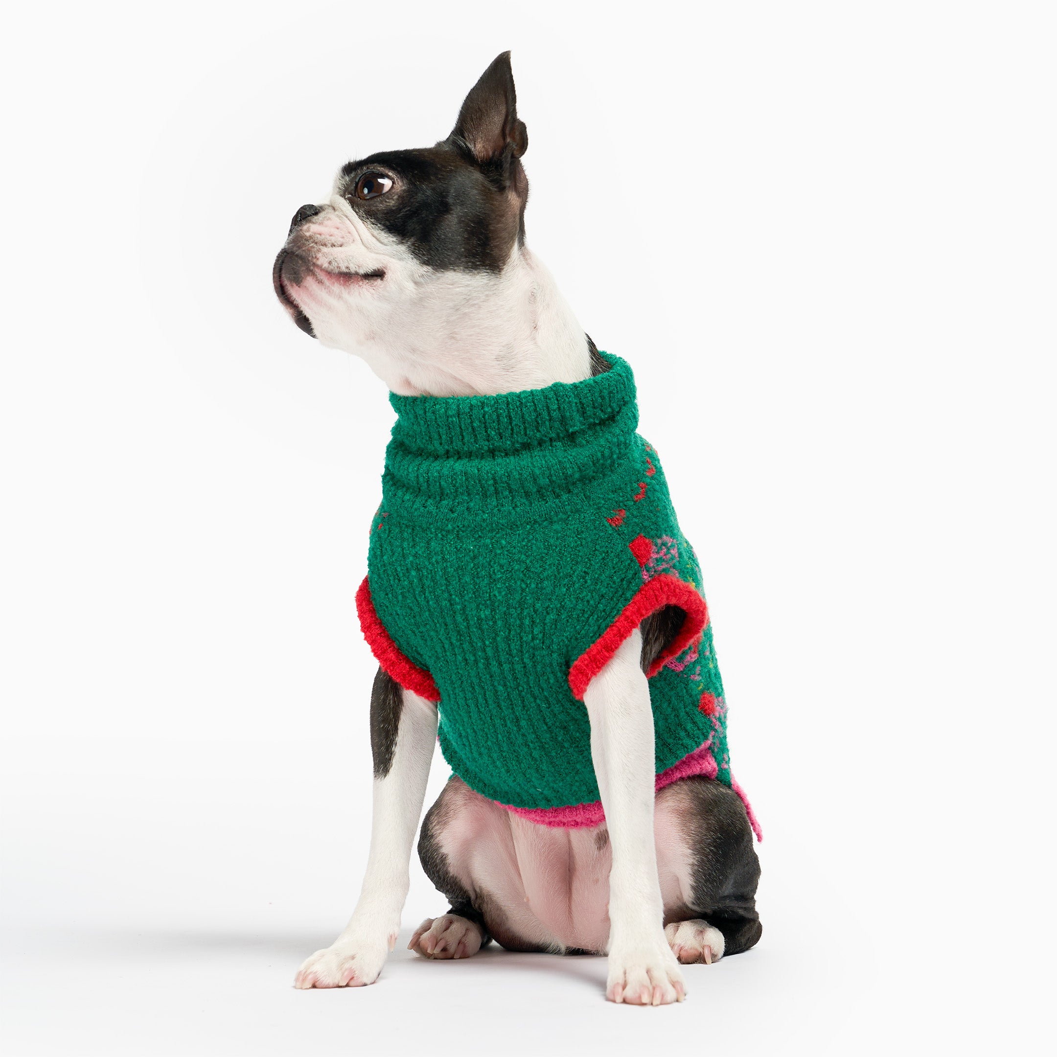 Dog wearing a green knitted sweater with red trim on a white background