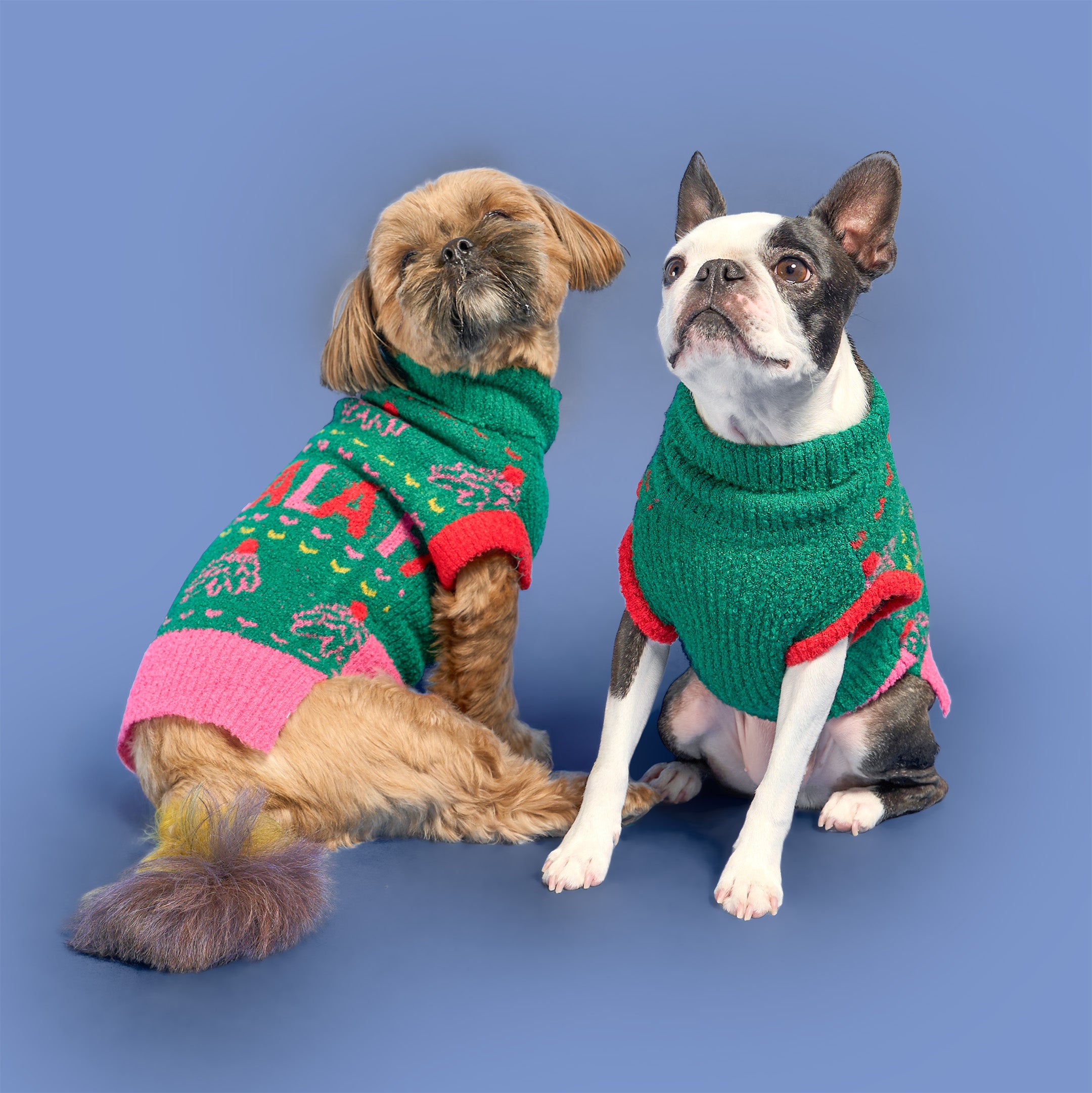 Two dogs wearing green sweaters with red accents on a blue background