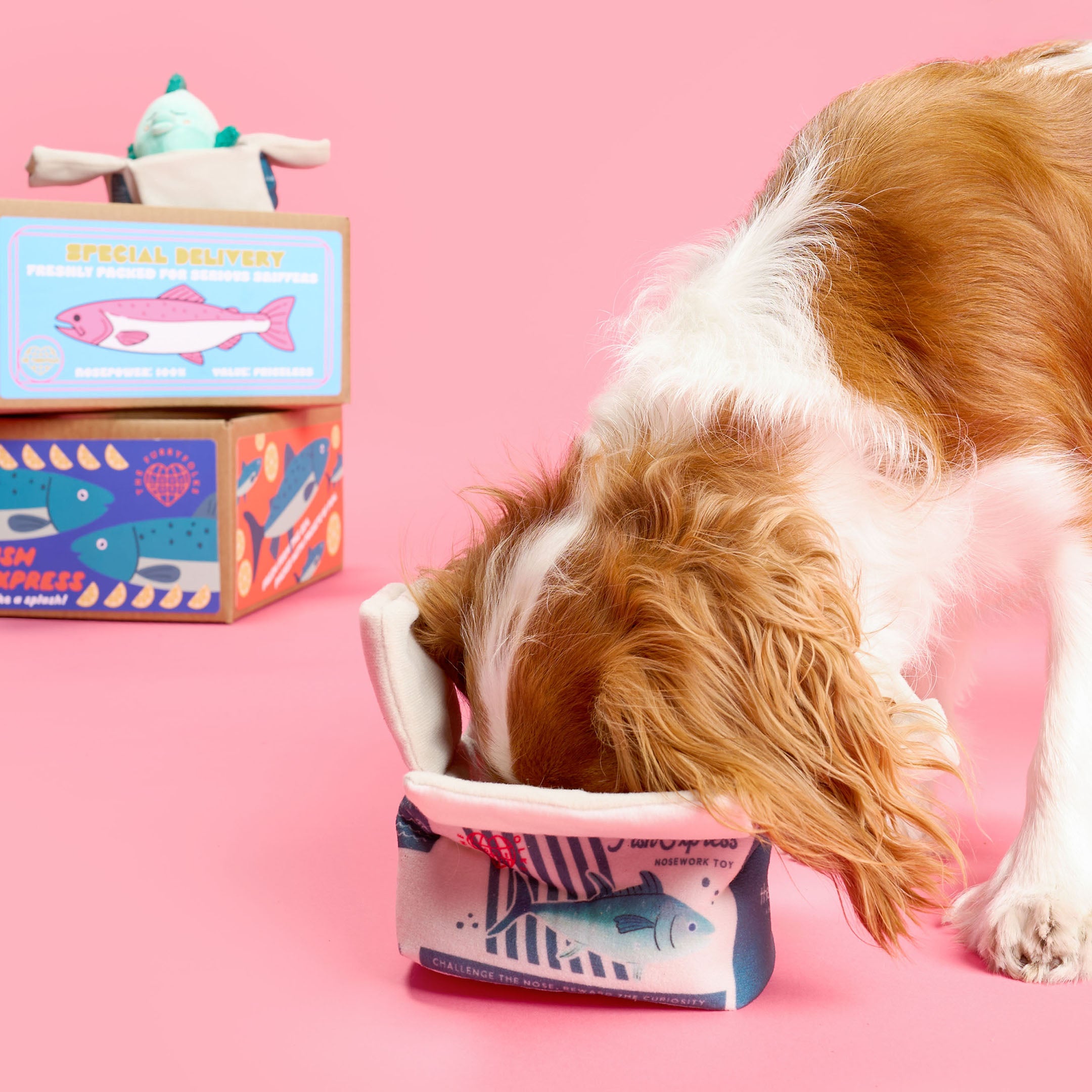 Dog interacting with a colorful toy on a pink background
