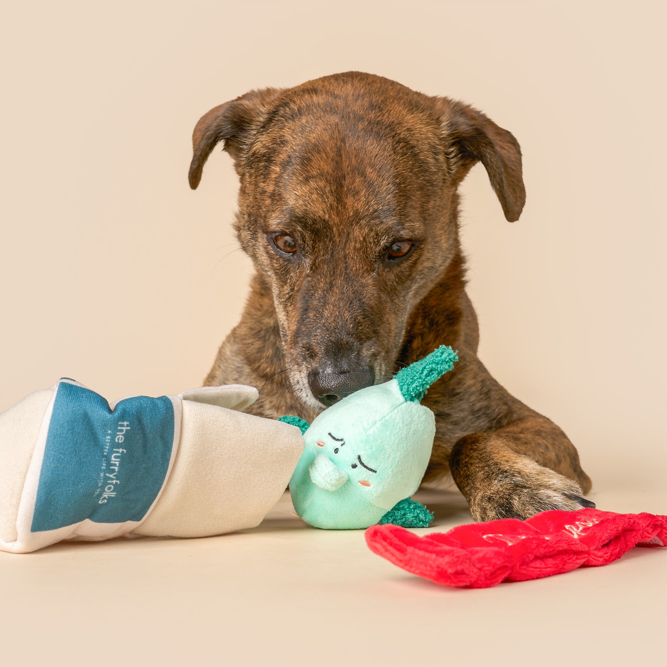 Dog playing with a toy on a beige background