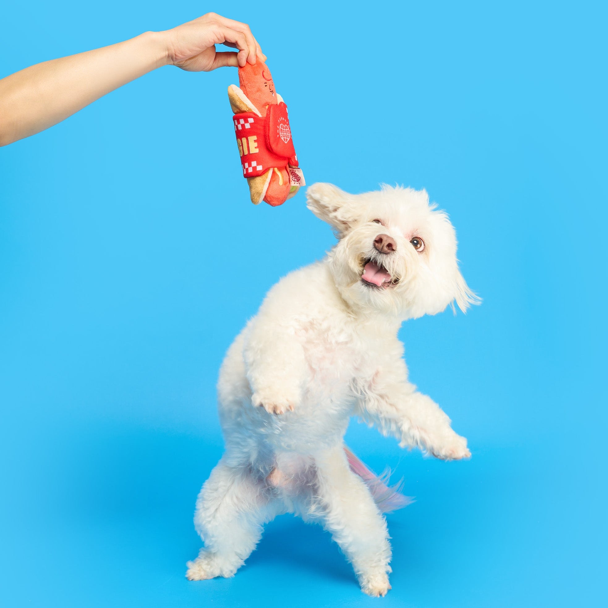 White dog jumping towards a red toy held by a person on a blue background