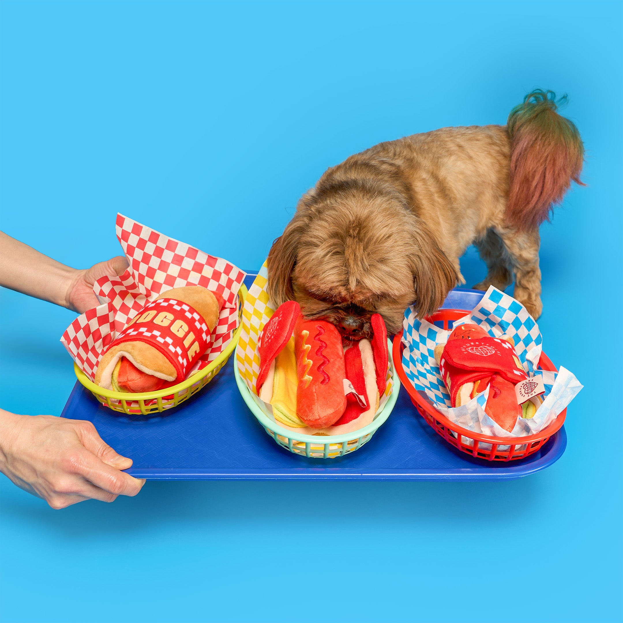 Dog interacting with toy hot dogs on a blue background