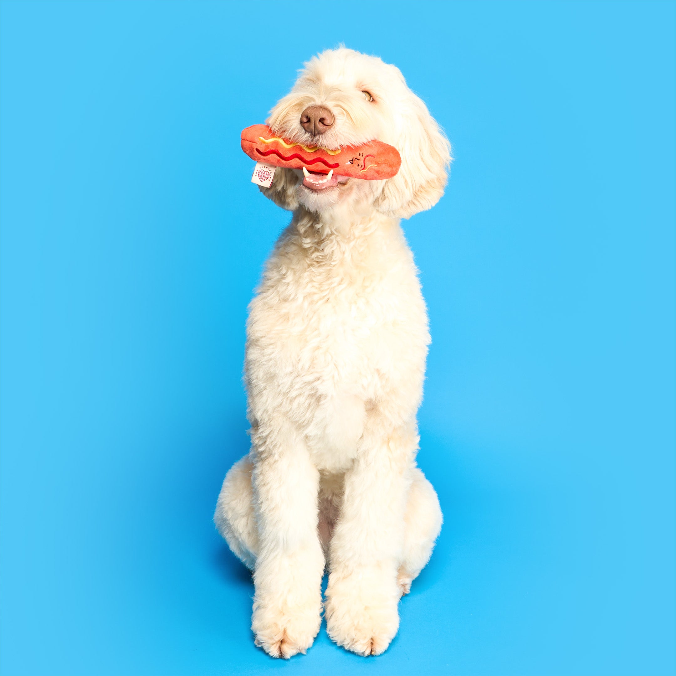 White dog holding a red chew toy against a blue background