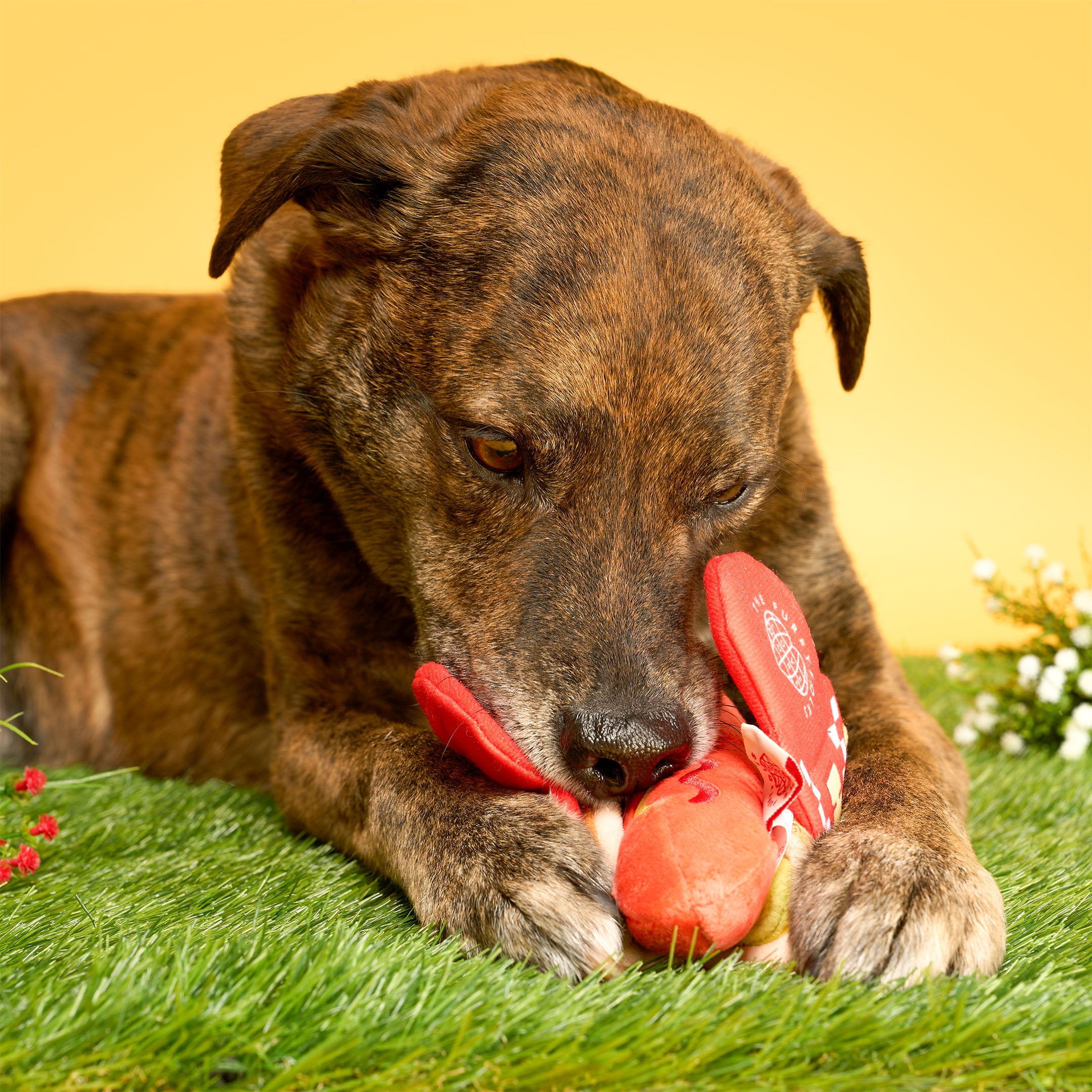Dog playing with a red toy on grass with a yellow background