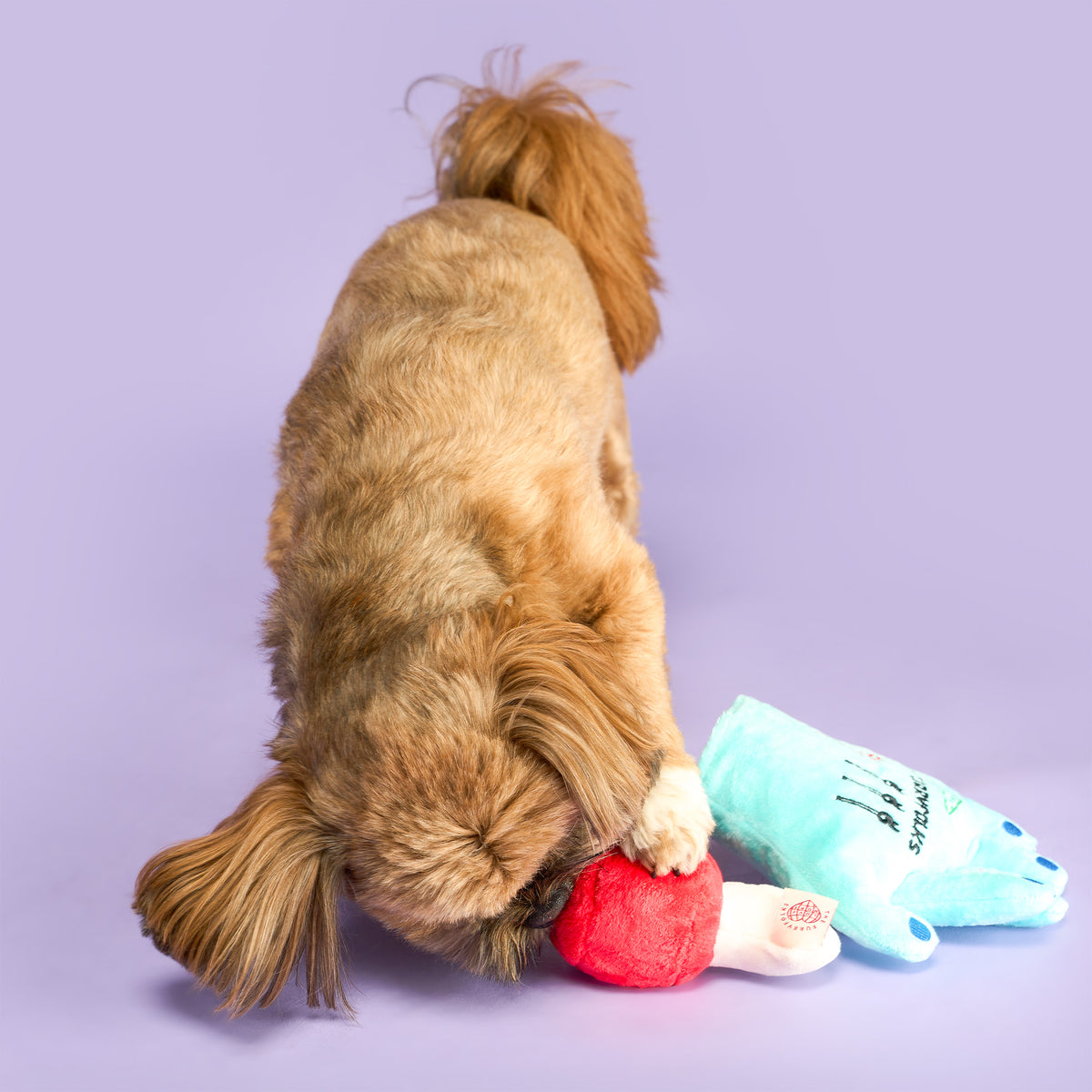 A small brown dog sniffing the red treat pocket of the removable bone, with the turquoise hand beside it.
