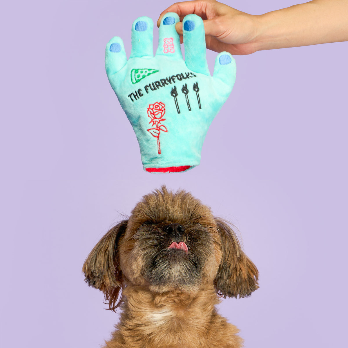 A small brown dog looking up at a turquoise Lost Hand nosework toy held above its head.
