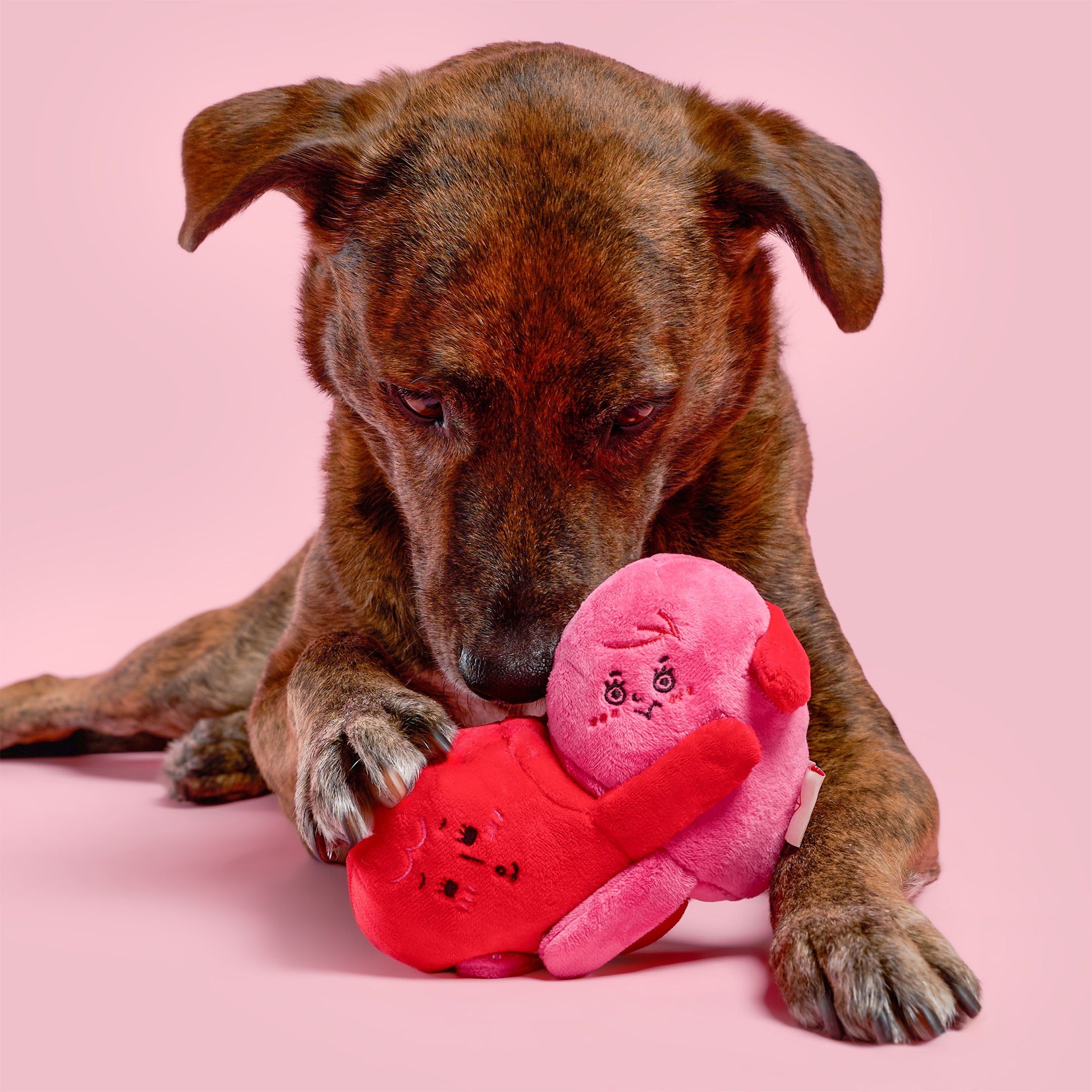 Dog playing with a pink and red plush toy on a pink background