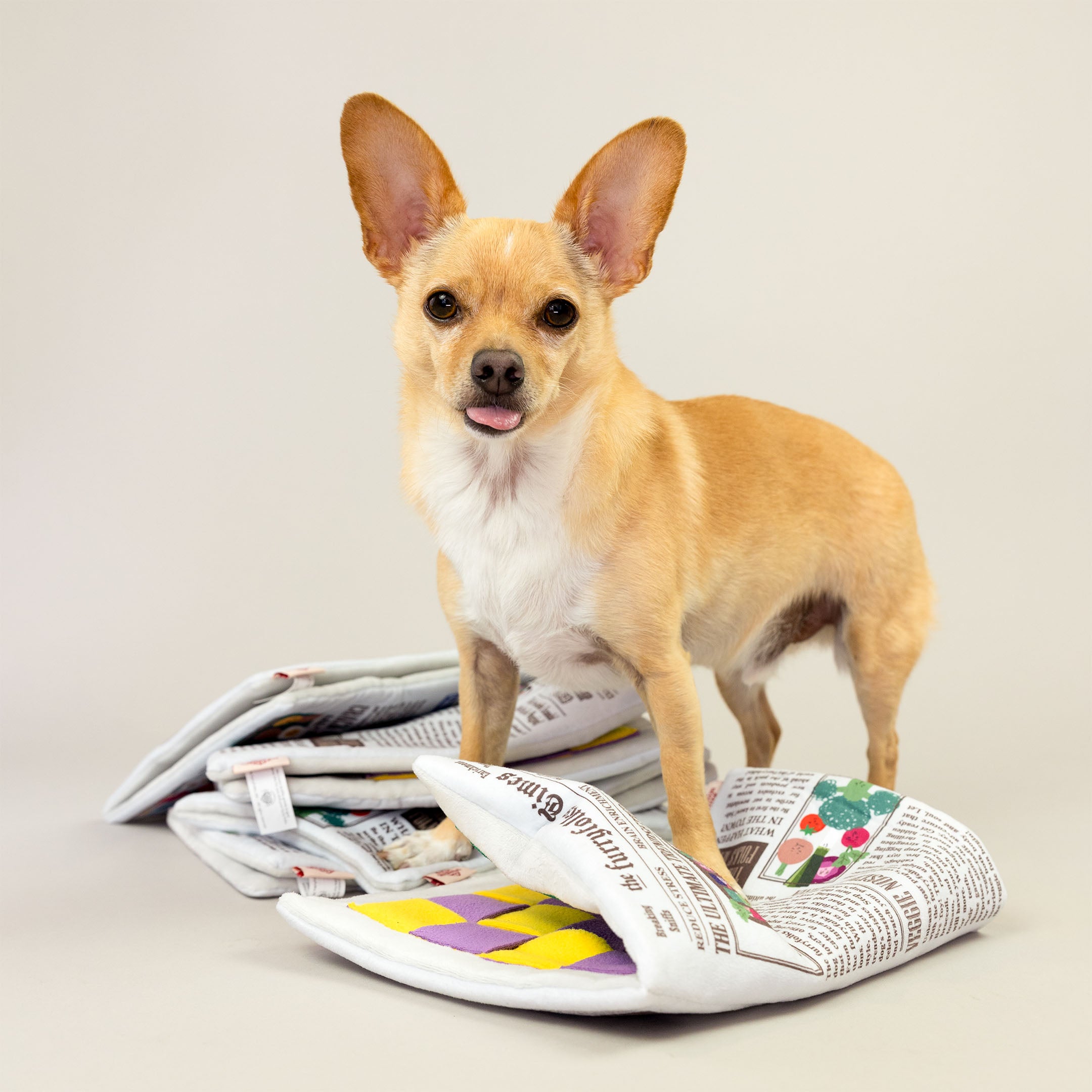 A Chihuahua stands on top of a pile of folded newspaper-themed toys, with one toy spread open. The dog looks directly at the camera with its tongue slightly out, creating a cute and playful expression.