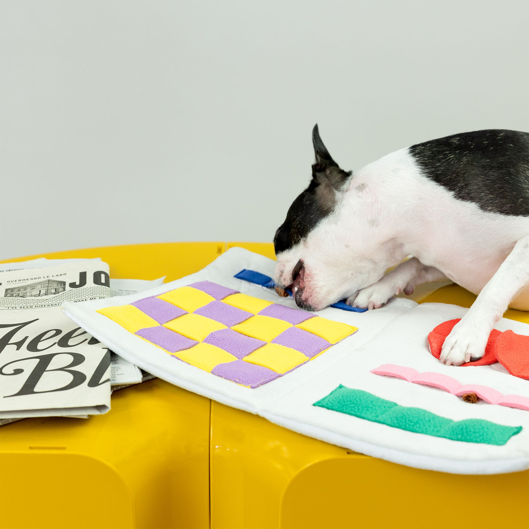 A Boston Terrier lies on a yellow table, chewing on the blue section of a colorful nosework toy. Next to the toy are folded newspapers, emphasizing the interactive theme of the play.