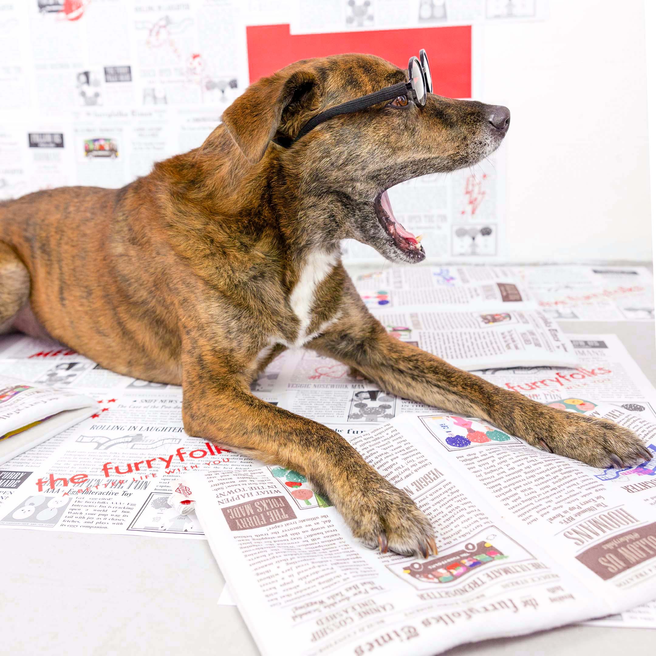 The same brindle dog is shown mid-yawn while lying on the floor, wearing glasses. It’s surrounded by the newspaper-themed dog toys and print backdrop, adding to the humorous tone.