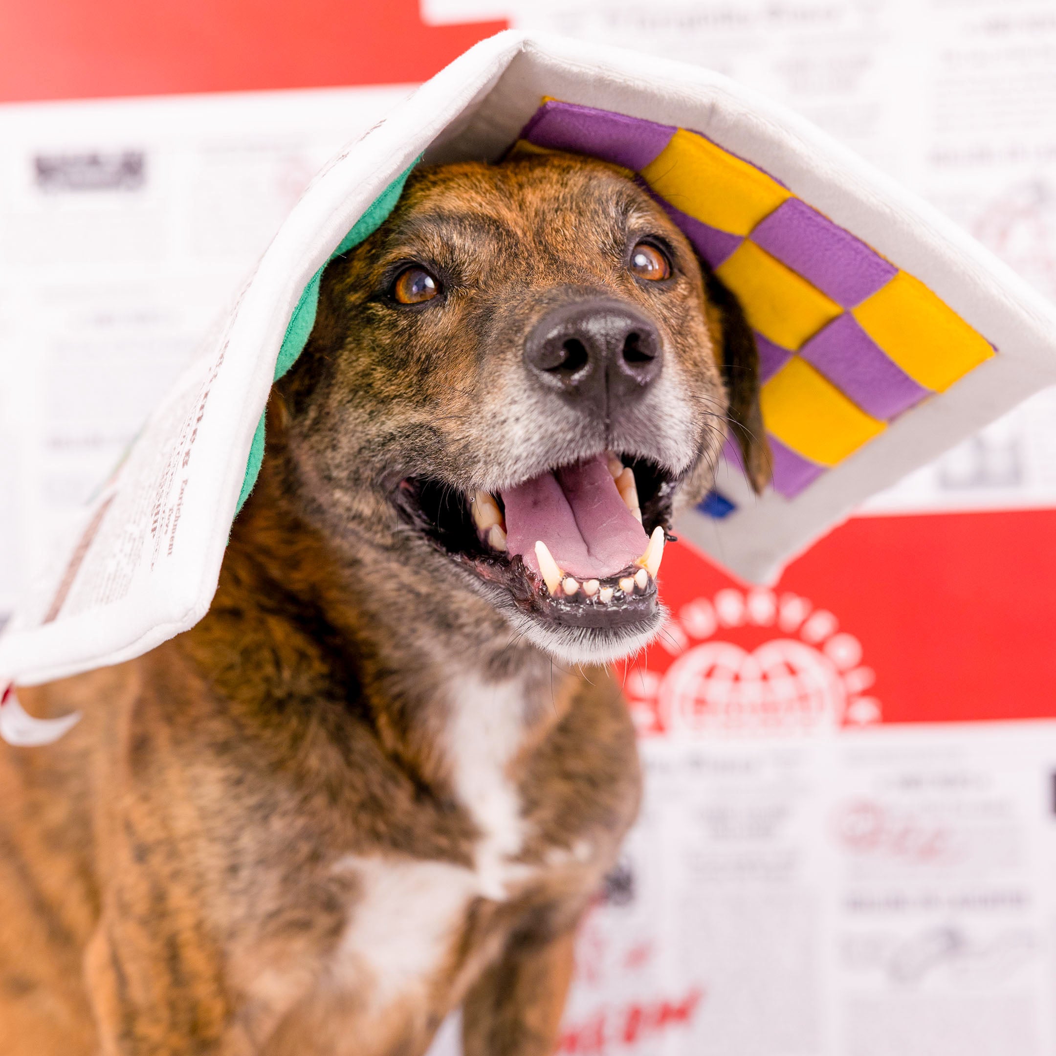 A happy brindle dog with its mouth open has part of a newspaper-themed toy draped over its head like a hat. The dog appears joyful, standing against a playful newspaper-print backdrop.