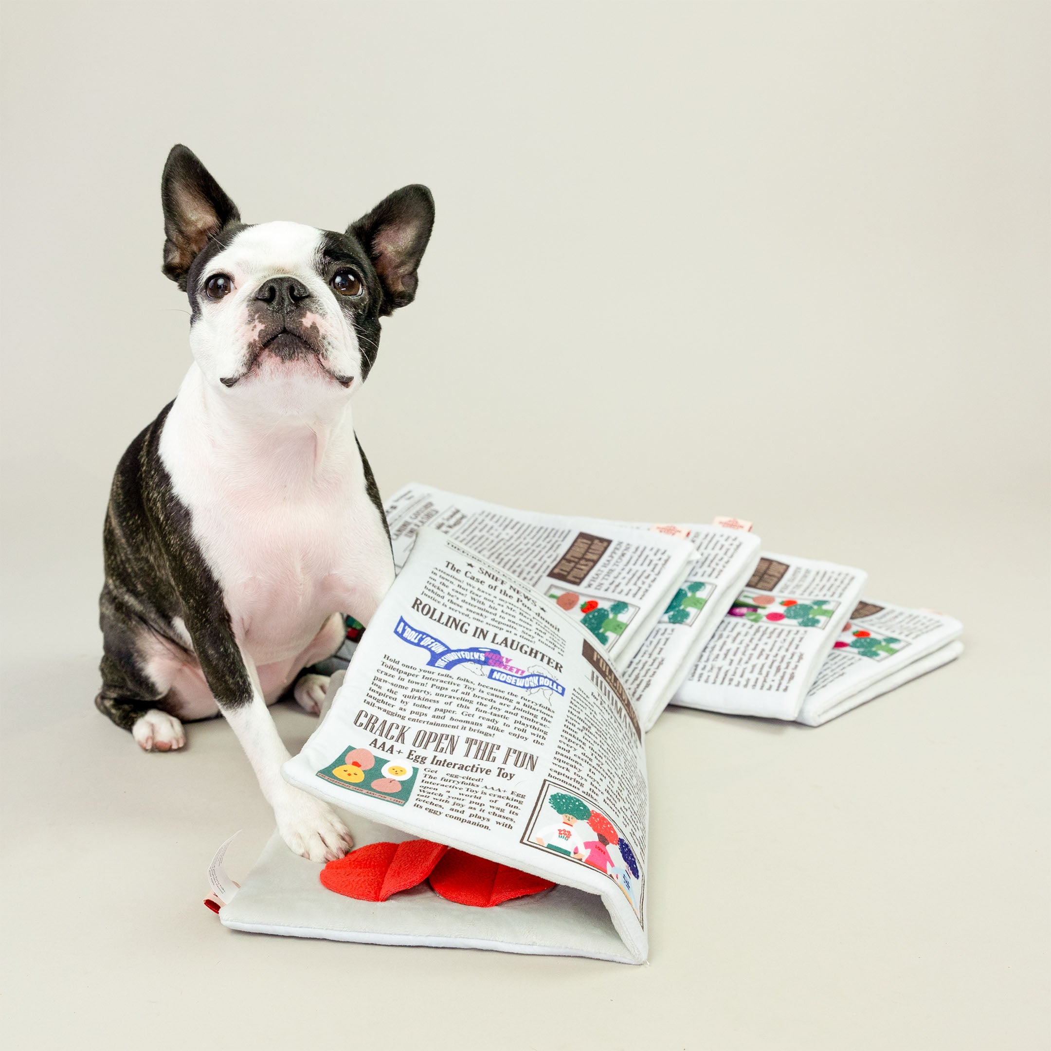 A Boston Terrier sits beside a newspaper-themed dog toy with one paw resting on it, looking directly at the camera. The toy is open, revealing hidden compartments for treats.