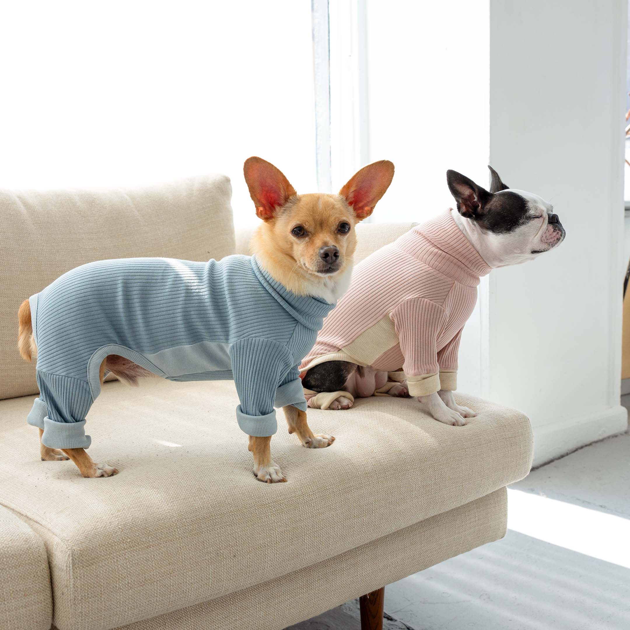 A tan dog in a blue ribbed dog onesie stands alert on a couch while a black-and-white dog in pink lounges beside it.