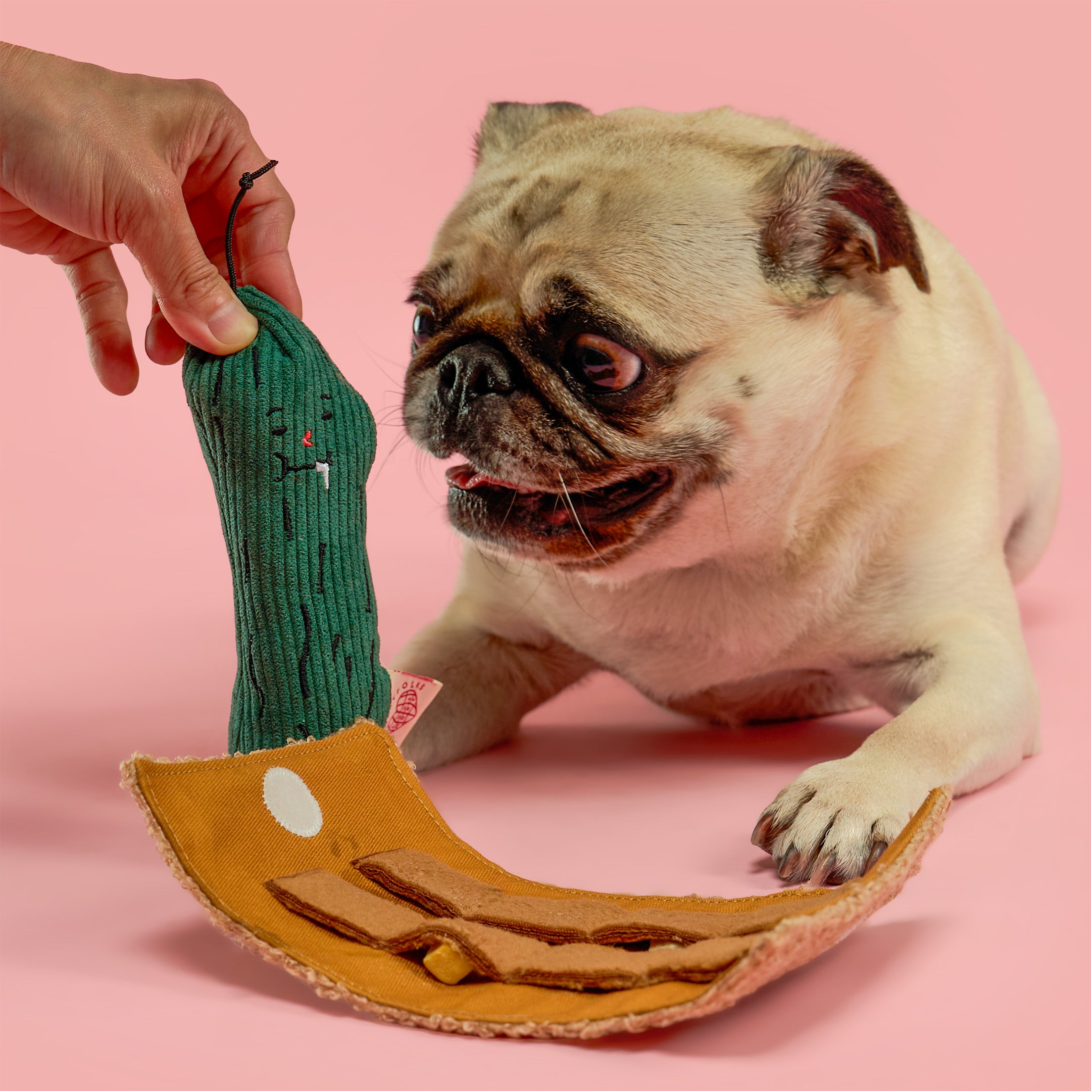A pug dog is shown interacting with a green ribbed sock toy held by a human hand, with a tan curved plush toy on the pink studio background.