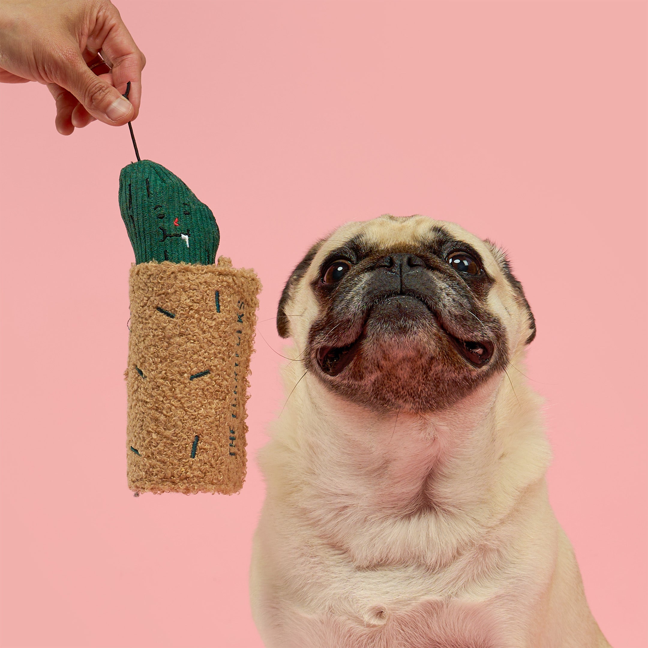 A pug dog looks up at a hand holding a cactus-shaped plush toy against a solid pink background.
