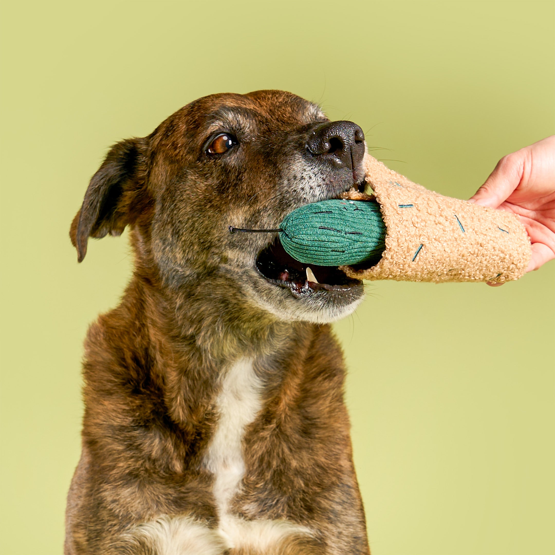 A brown and white dog is shown in a close-up, playfully biting a green textured toy that is being held by a human hand. The background is a solid light olive green.