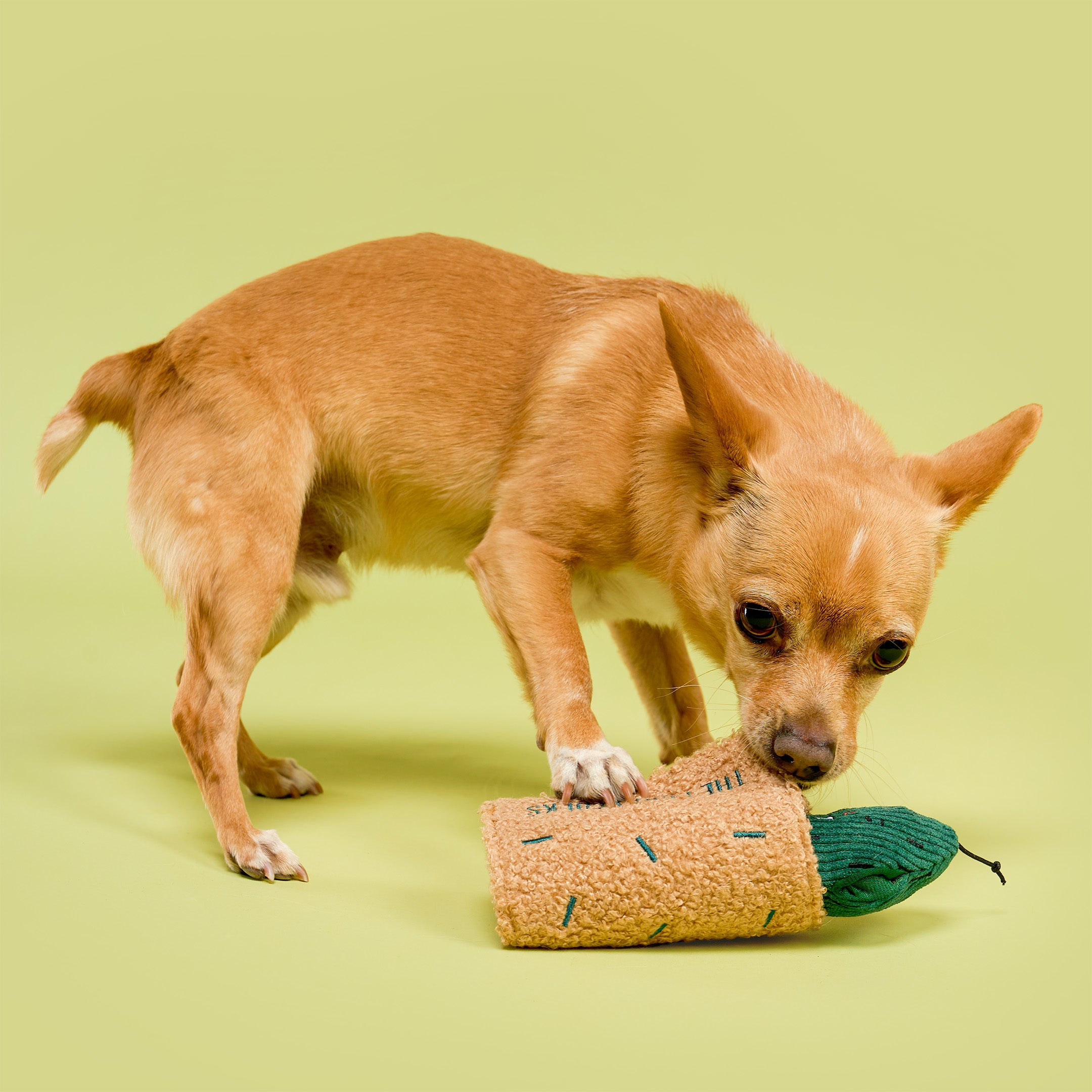 A small tan dog is playing with a textured cylindrical toy that has a beige body and a green end, photographed against a solid light green studio background.