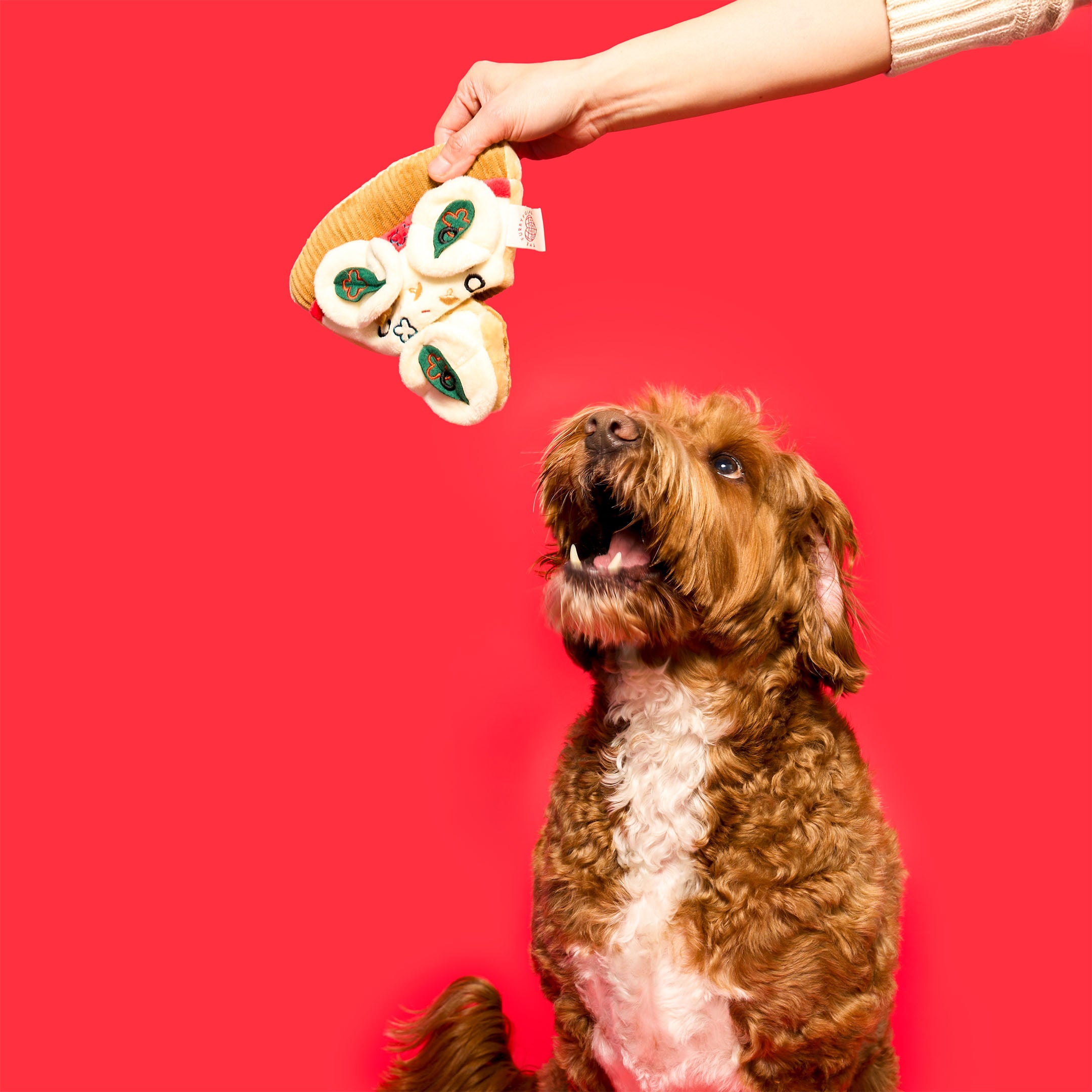 Happy brown and white dog eagerly looking up at a plush pizza slice toy held above. This interactive nosework toy from the furryfolks adds fun and mental stimulation to playtime.