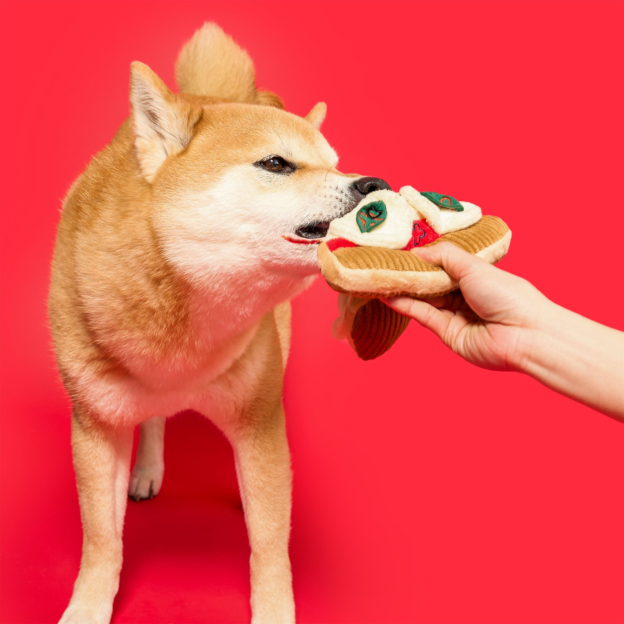 Shiba Inu playfully biting a plush pizza slice nosework toy held by a hand. Designed for interactive fun, tug play, and mental stimulation, this furryfolks toy is a perfect treat for furry pals. 