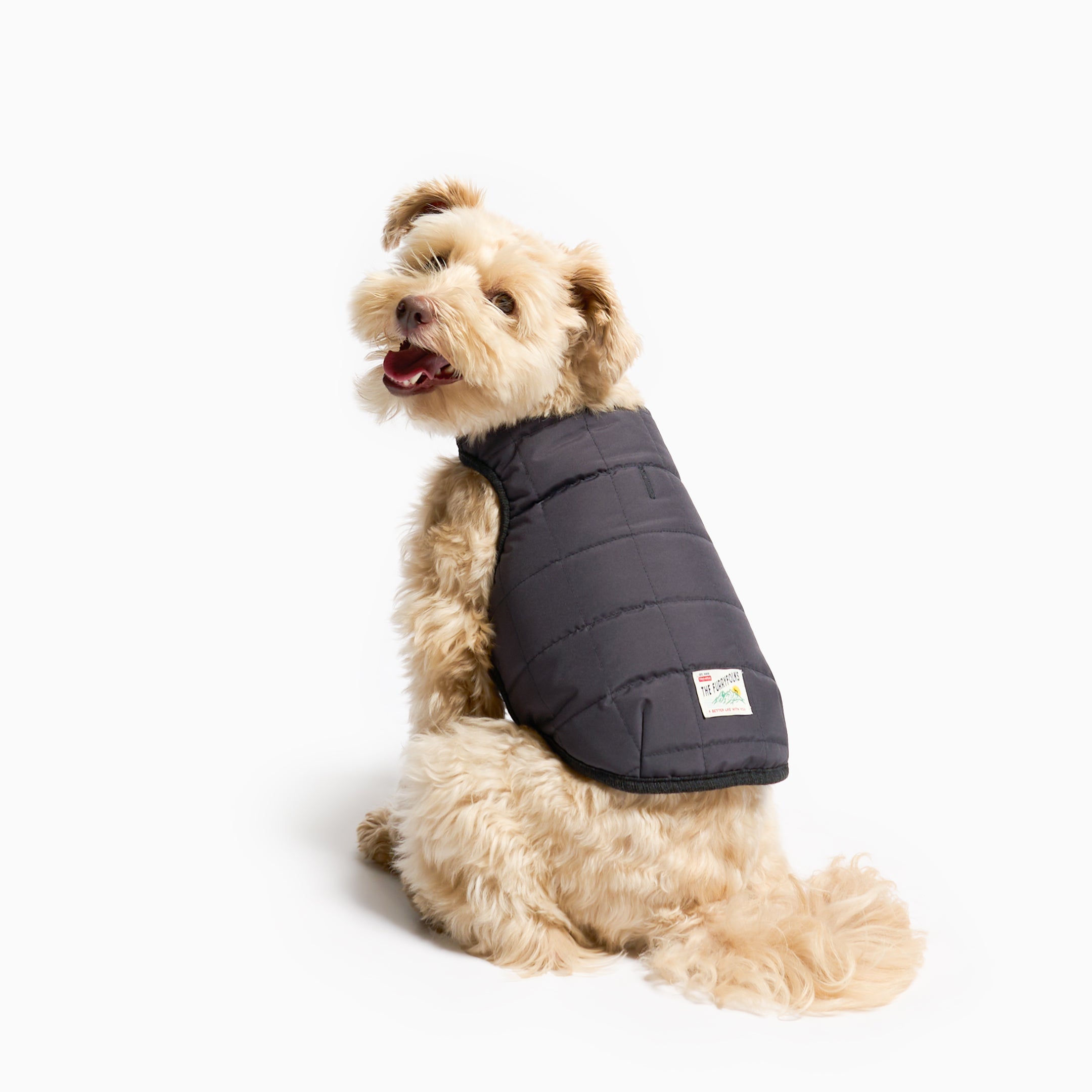 Dog wearing a gray winter coat on a white background