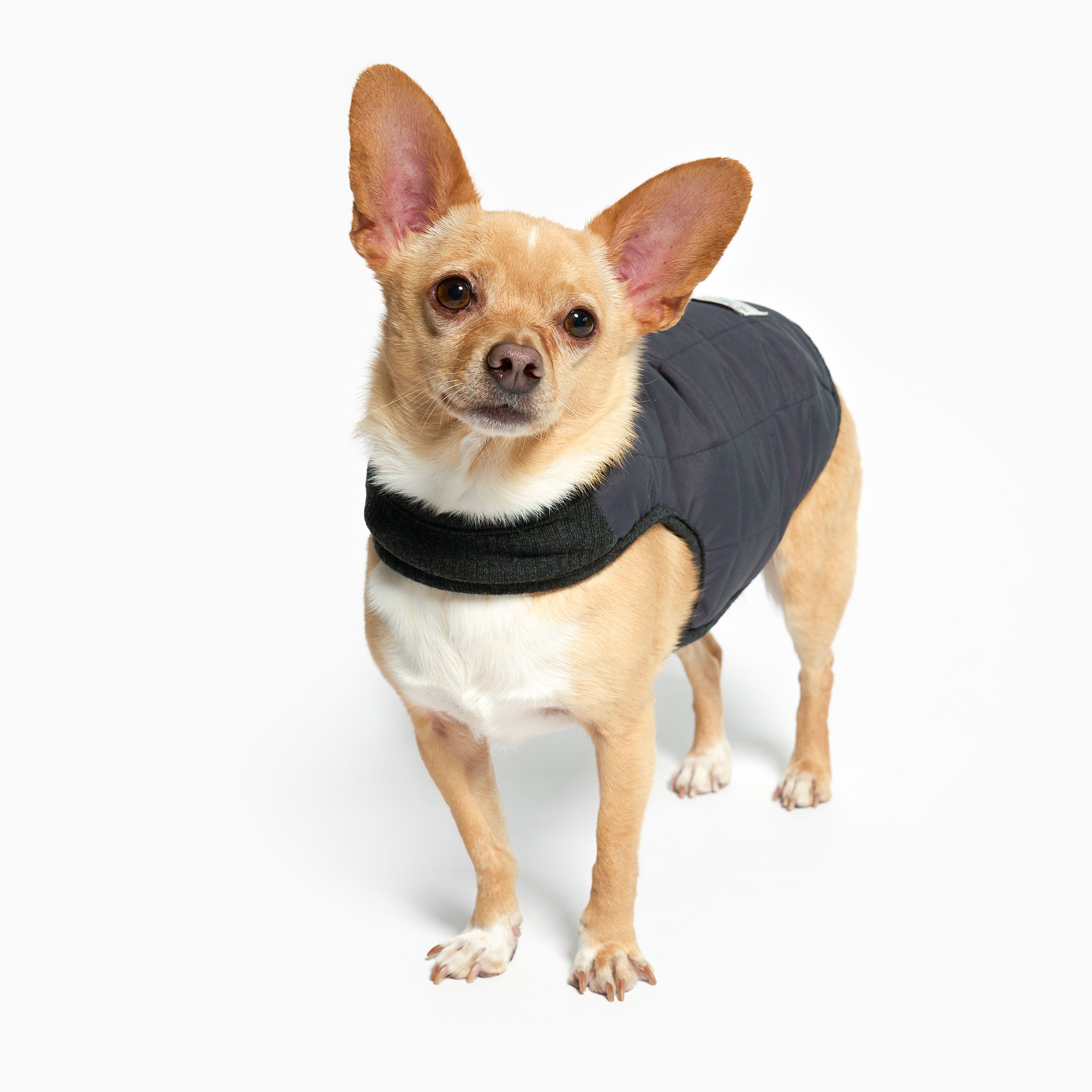 Small dog wearing a black jacket on a white background