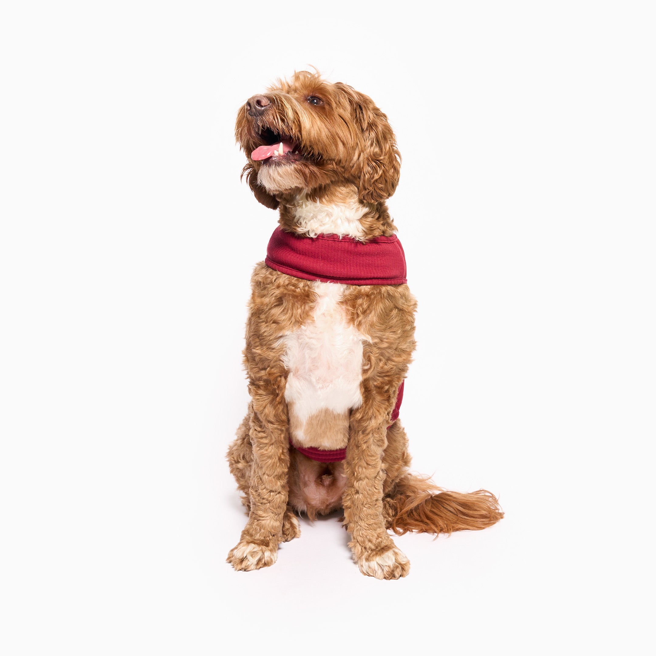 Dog wearing a red sweater on a white background